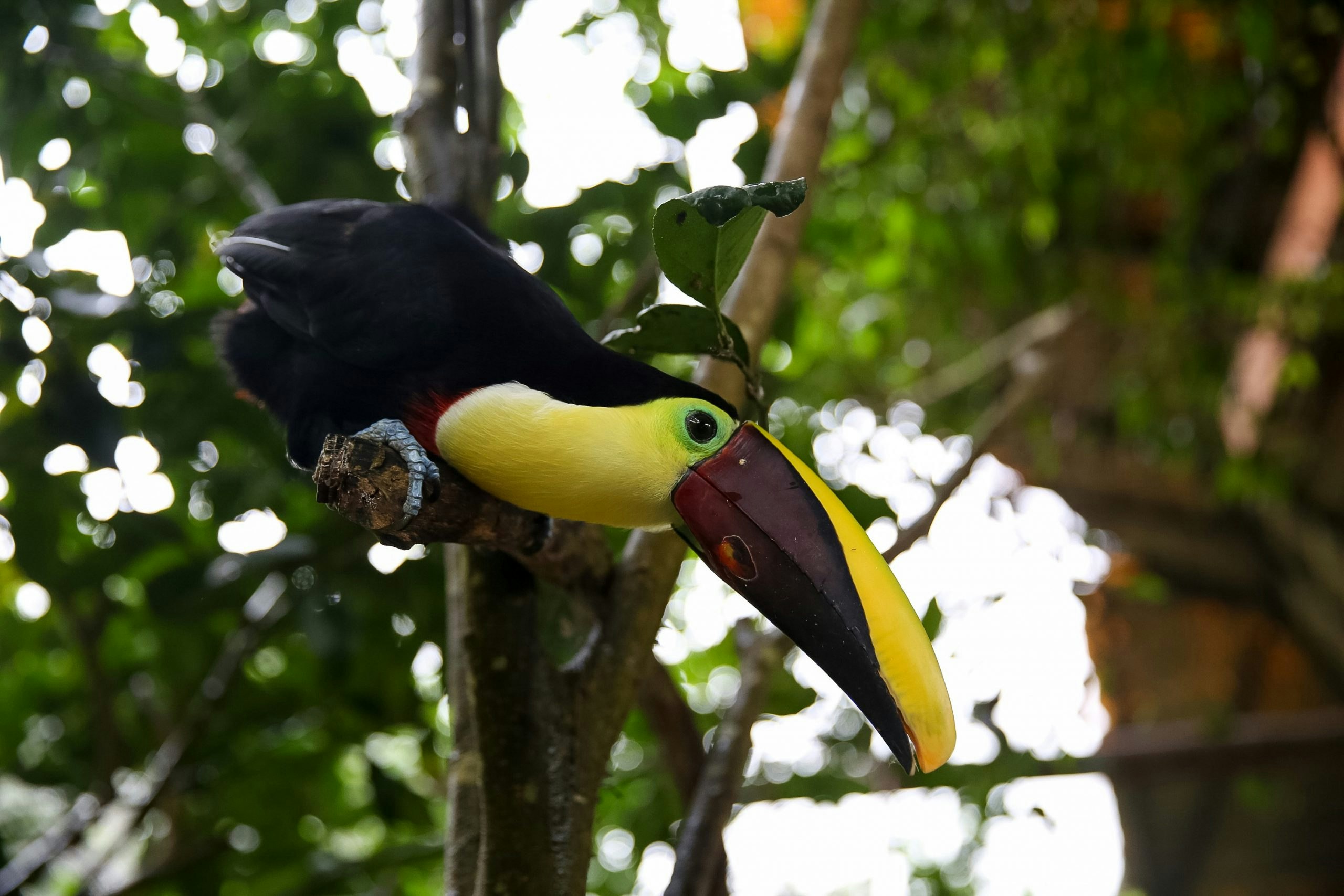 8 Crazy Fun Facts About Animals in Rainforest