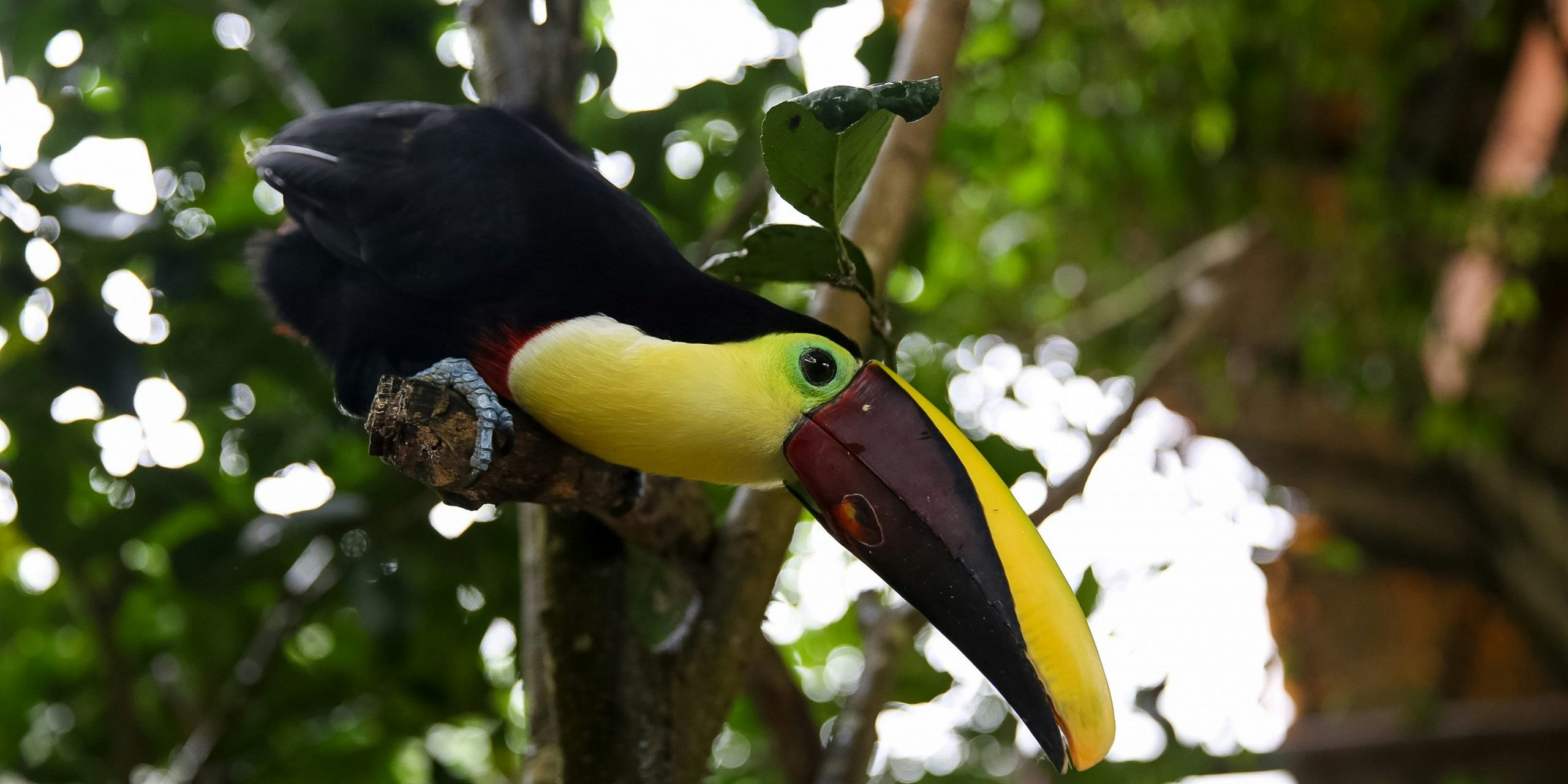 Rustic Adventures: Crazy Fun Facts About Wildlife in the Rainforest