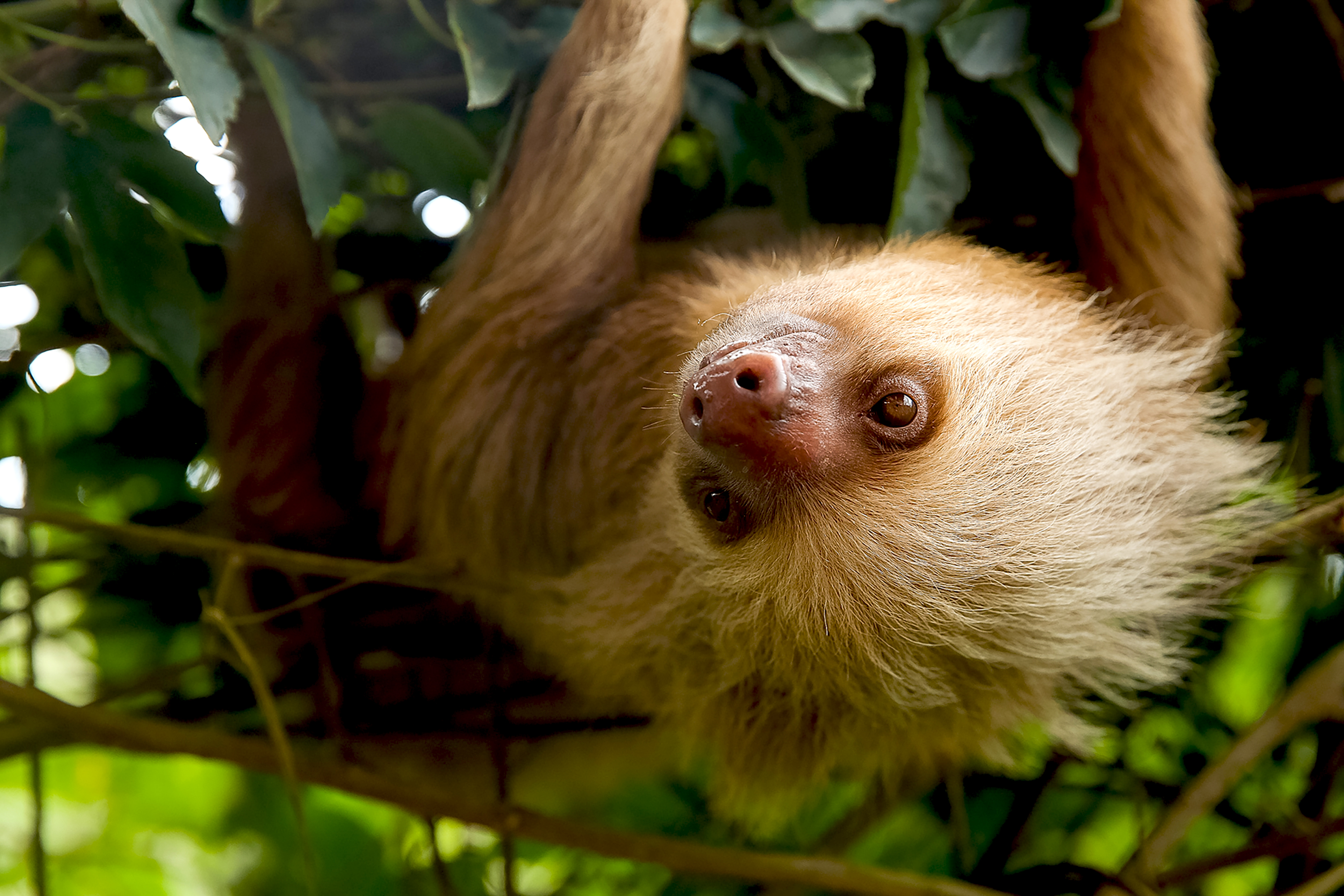 A two-toed sloth hangs upside down from a branch amid green foliage