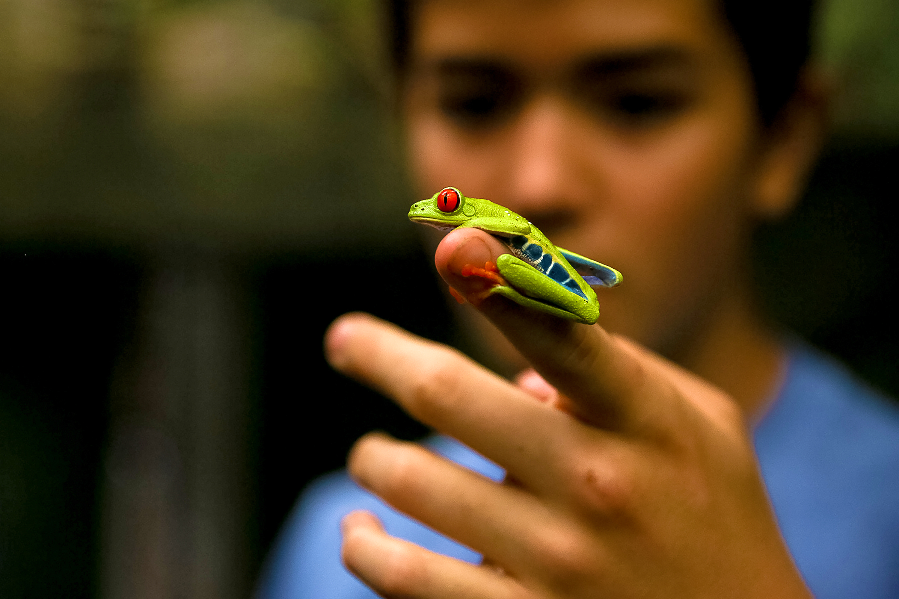 A red-eyed tree frog perches on a student's fingertip