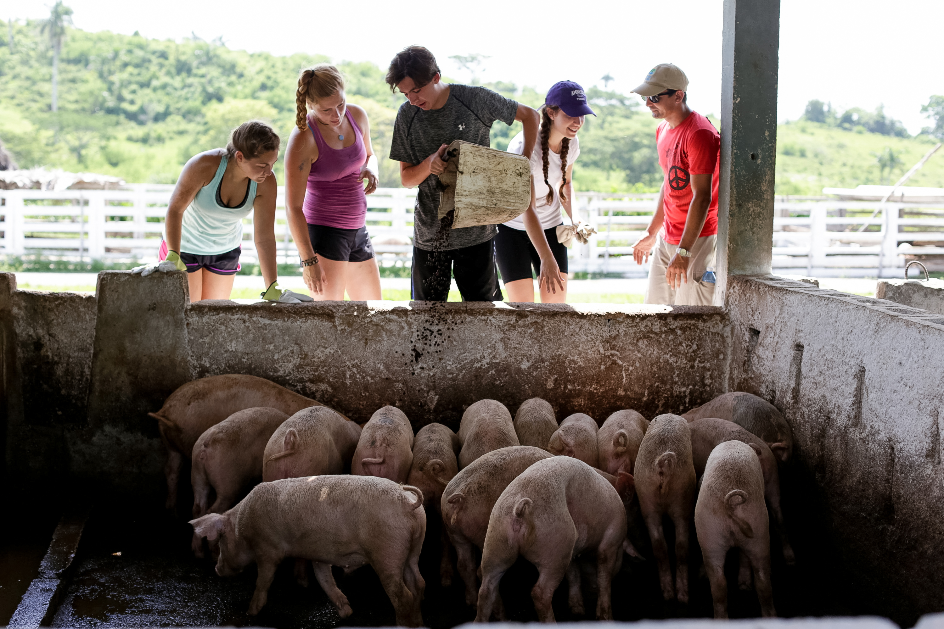 Students and a Cuban farmer feed pigs at a rural farm pen, with green hills behind them.