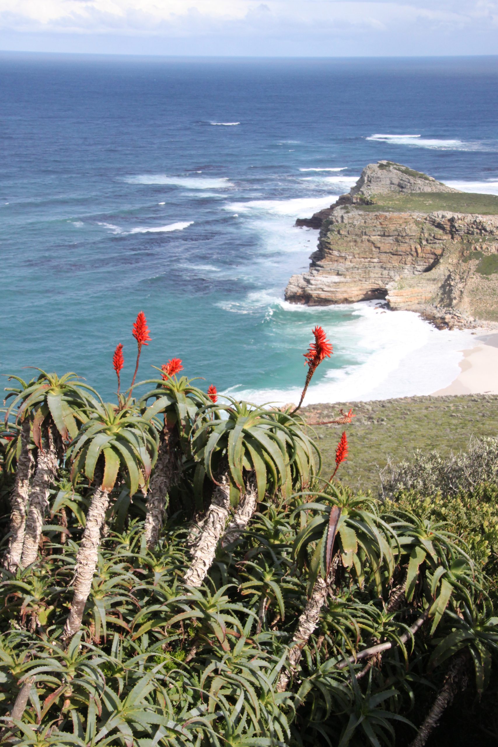 Red aloe flowers bloom above rugged cliffs along the Cape Point coastline in South Africa