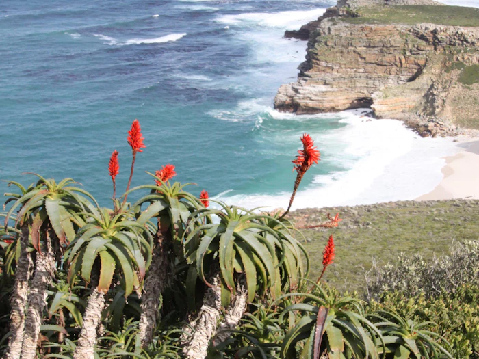 Tall red aloe flowers stand in the foreground above rugged cliffs dropping to the sea, with a headland running out into the water beyond.
