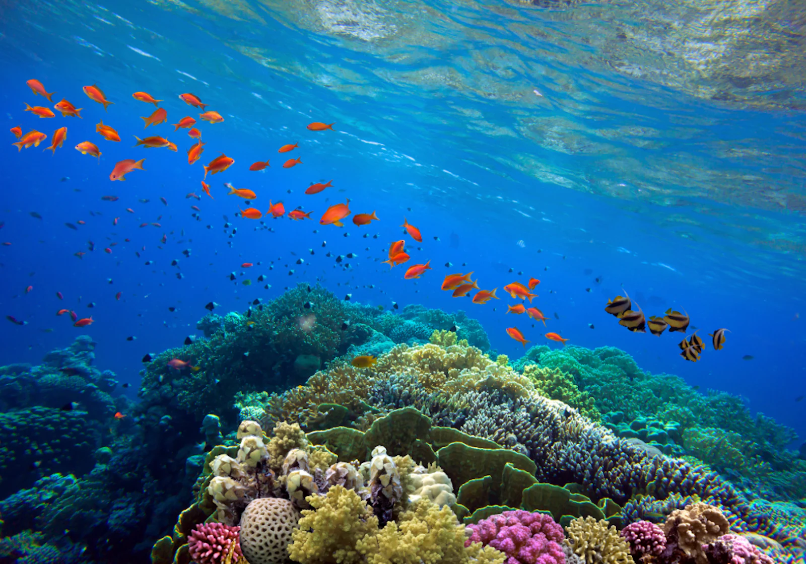 Orange reef fish swim above coral on the Belize Barrier Reef