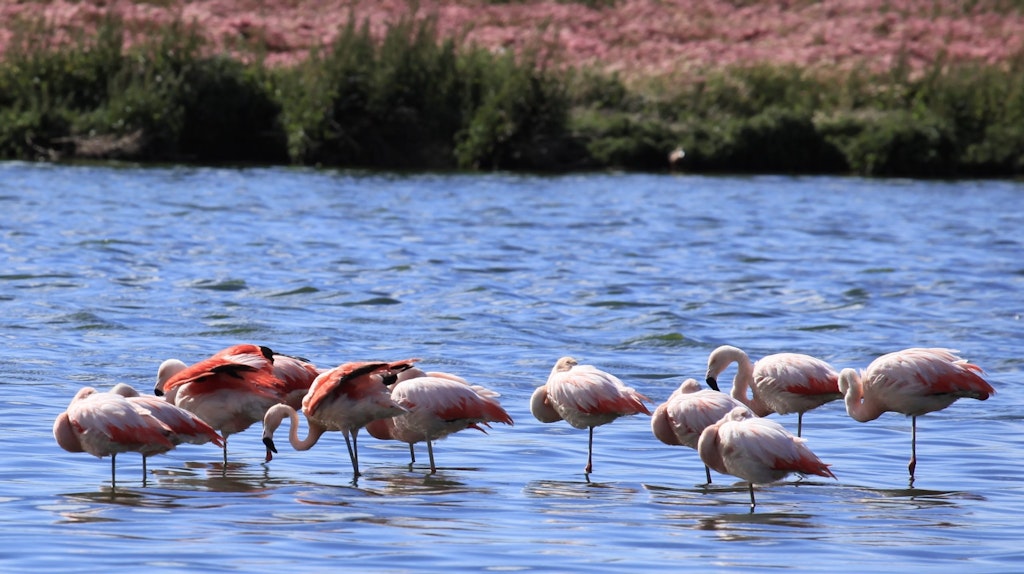 Liam Quinn from Canada, CC BY-SA 2.0 <https://creativecommons.org/licenses/by-sa/2.0>, via Wikimedia Commons Flamingos at Laguna Nímez Reserve in El Calafate, Argentina.