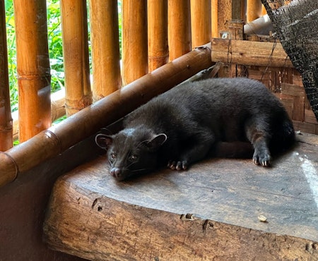 A civet resting on a wooden platform at a coffee plantation in Bali.