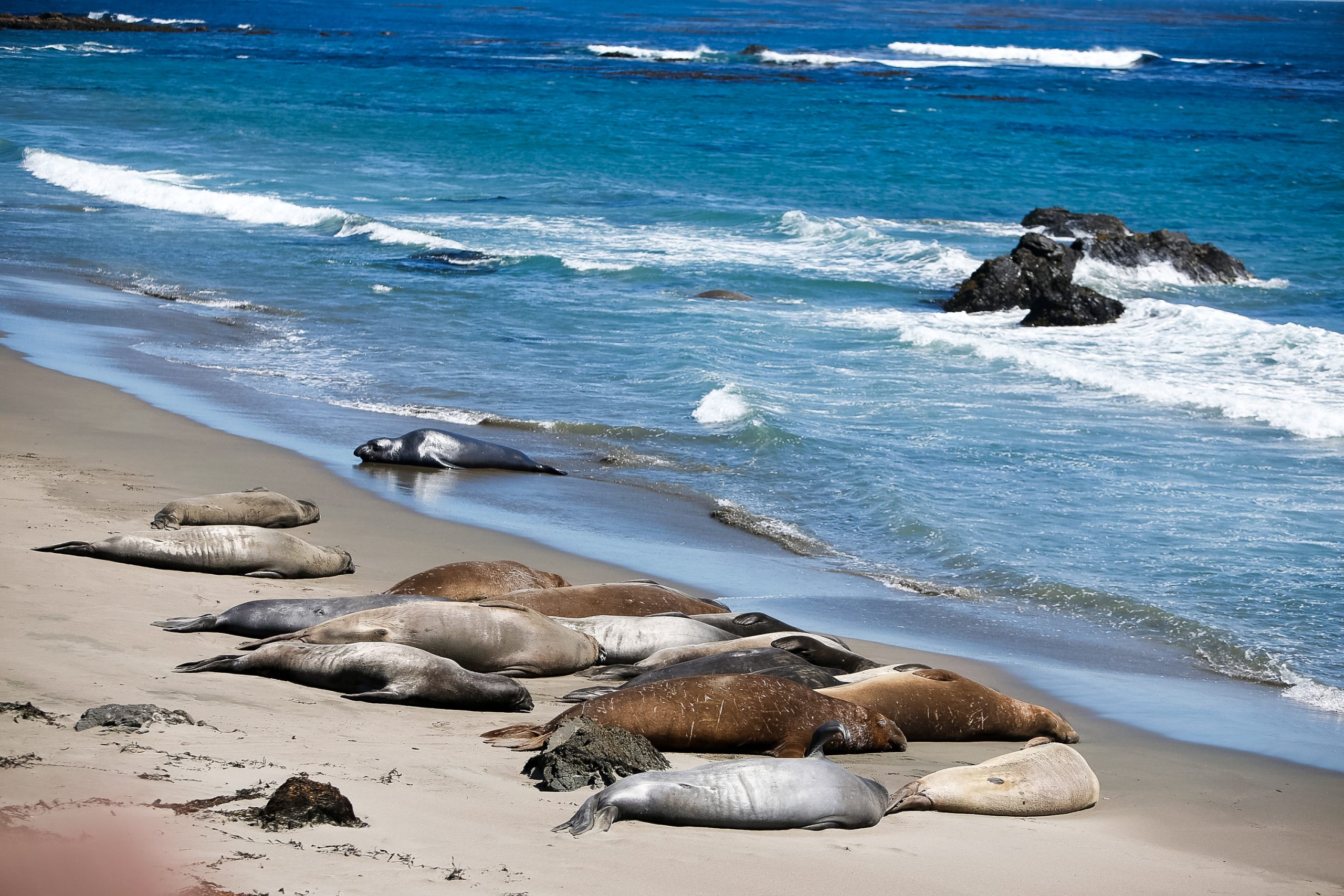 Elephant seals hauled out on a Central Coast beach in California.