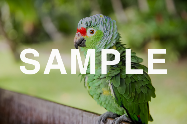 Photography Volunteer Programs