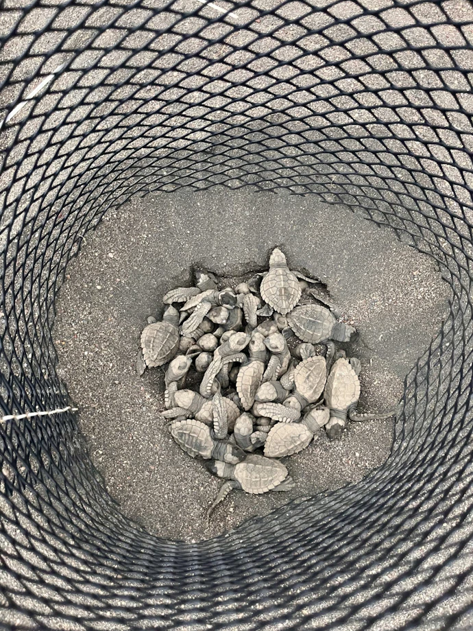 Newly hatched sea turtles gather in a hatchery basket at Camaronal Wildlife Refuge in Costa Rica
