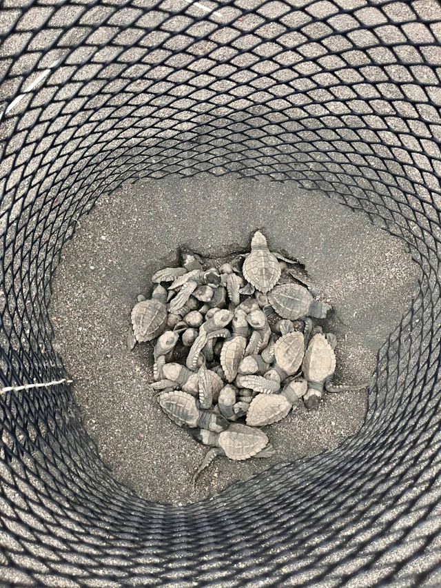 Newly hatched sea turtles gather in a hatchery basket at Camaronal Wildlife Refuge in Costa Rica
