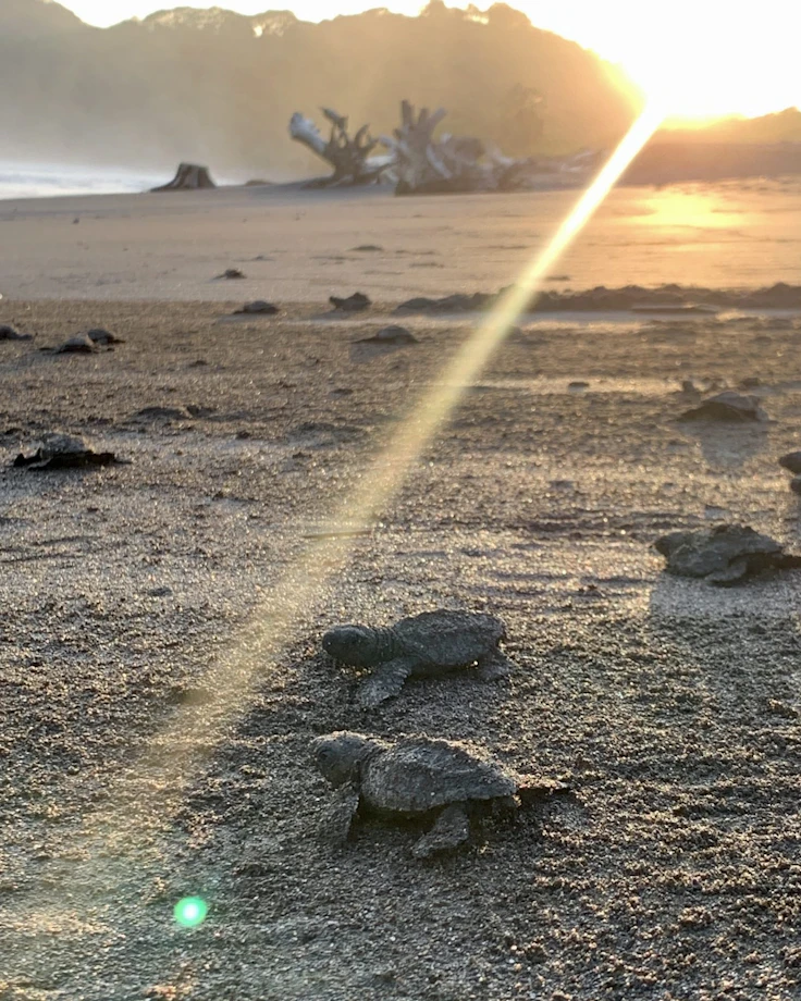 Sea turtle hatchlings cross dark sand toward the ocean as the sun rises in Costa Rica