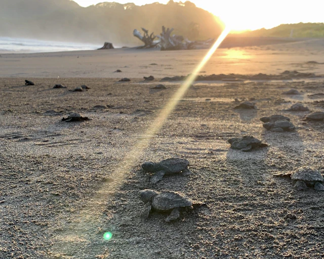 Sea turtle hatchlings cross dark sand toward the ocean as the sun rises in Costa Rica