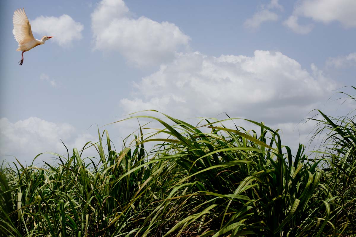 An egret flies over a sugarcane field under a partly cloudy sky