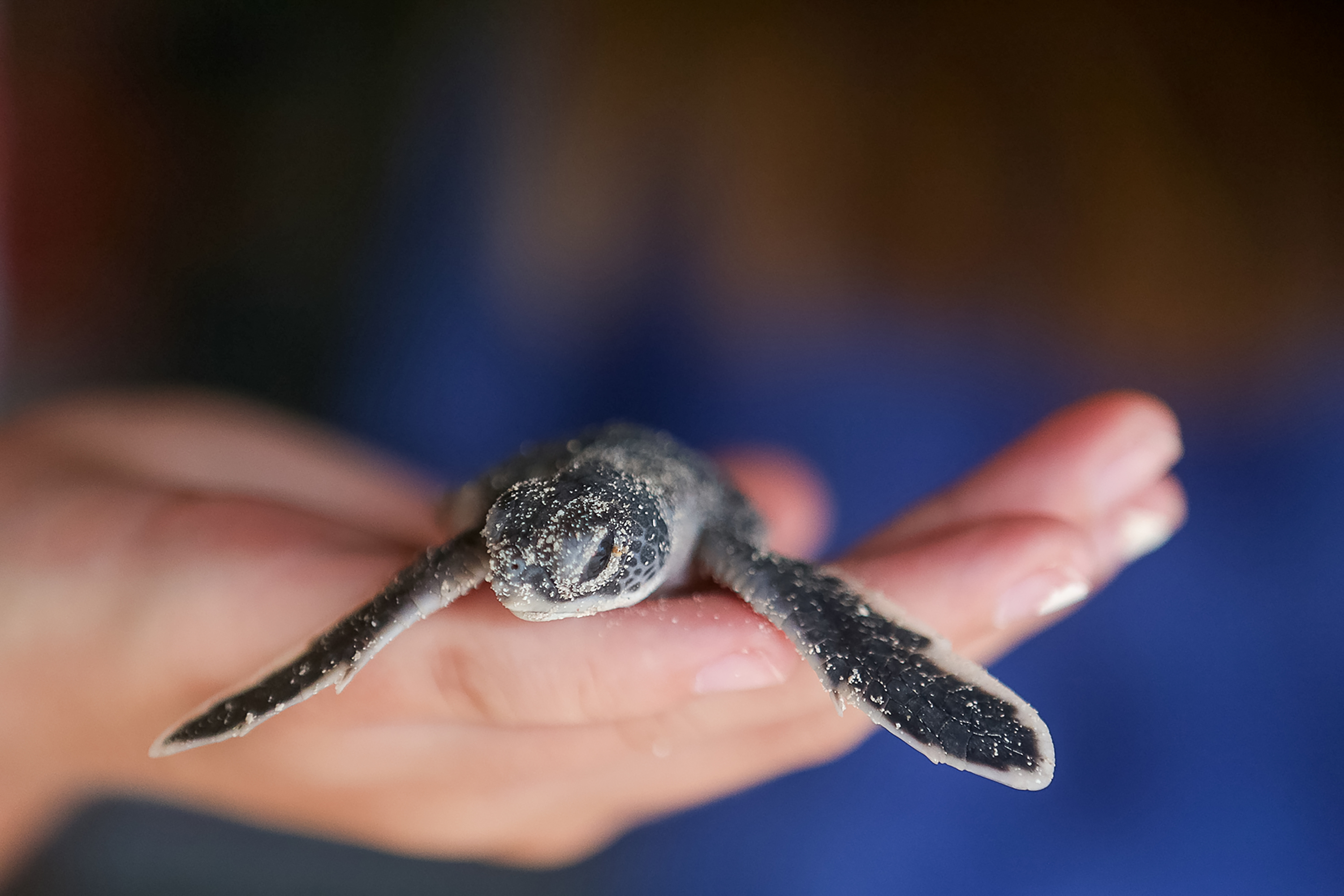 Close up of baby sea turtle.