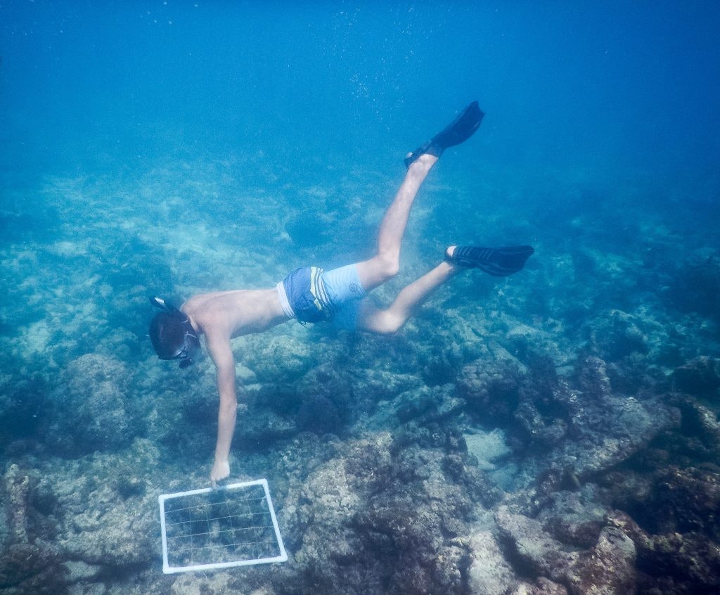 A Rustic Pathways student helps with a coral restoration project. Fun Facts About the Dominican Republic