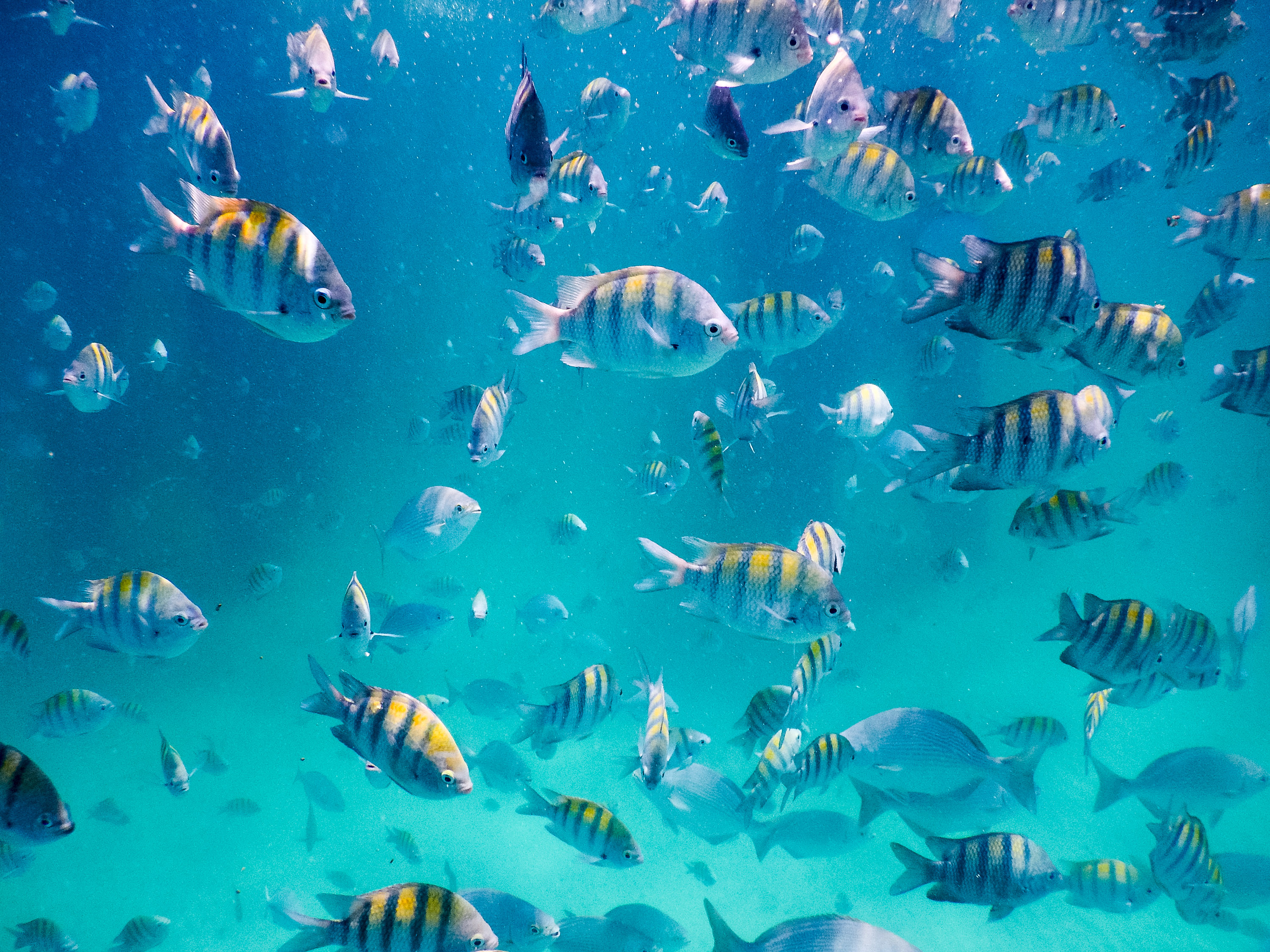 Sustainability Ambassador