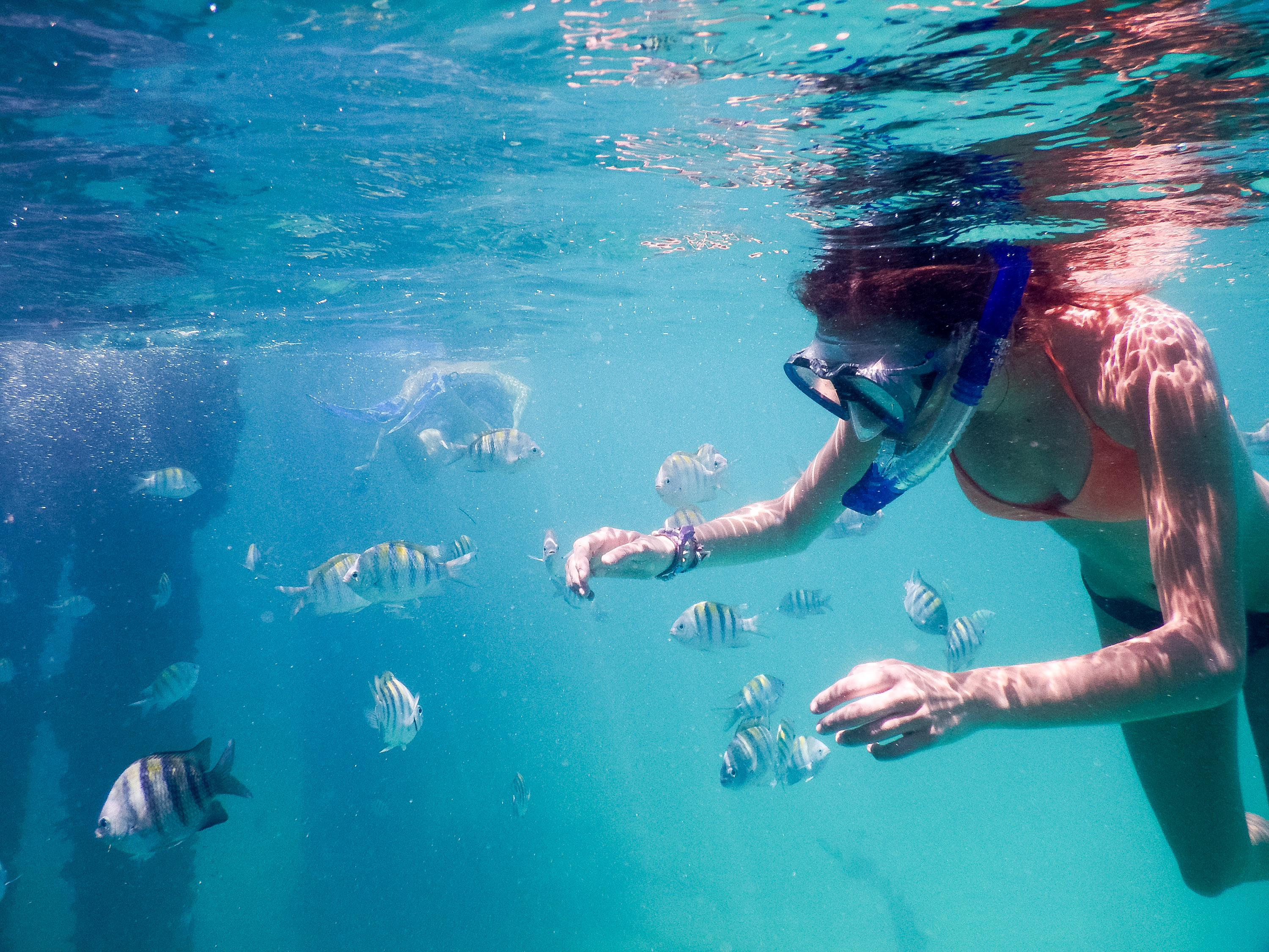 A snorkeler swims among a school of striped fish underwater