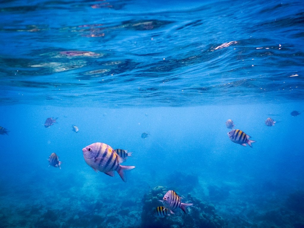 marine life in the Dominican Republic with Rustic Pathways