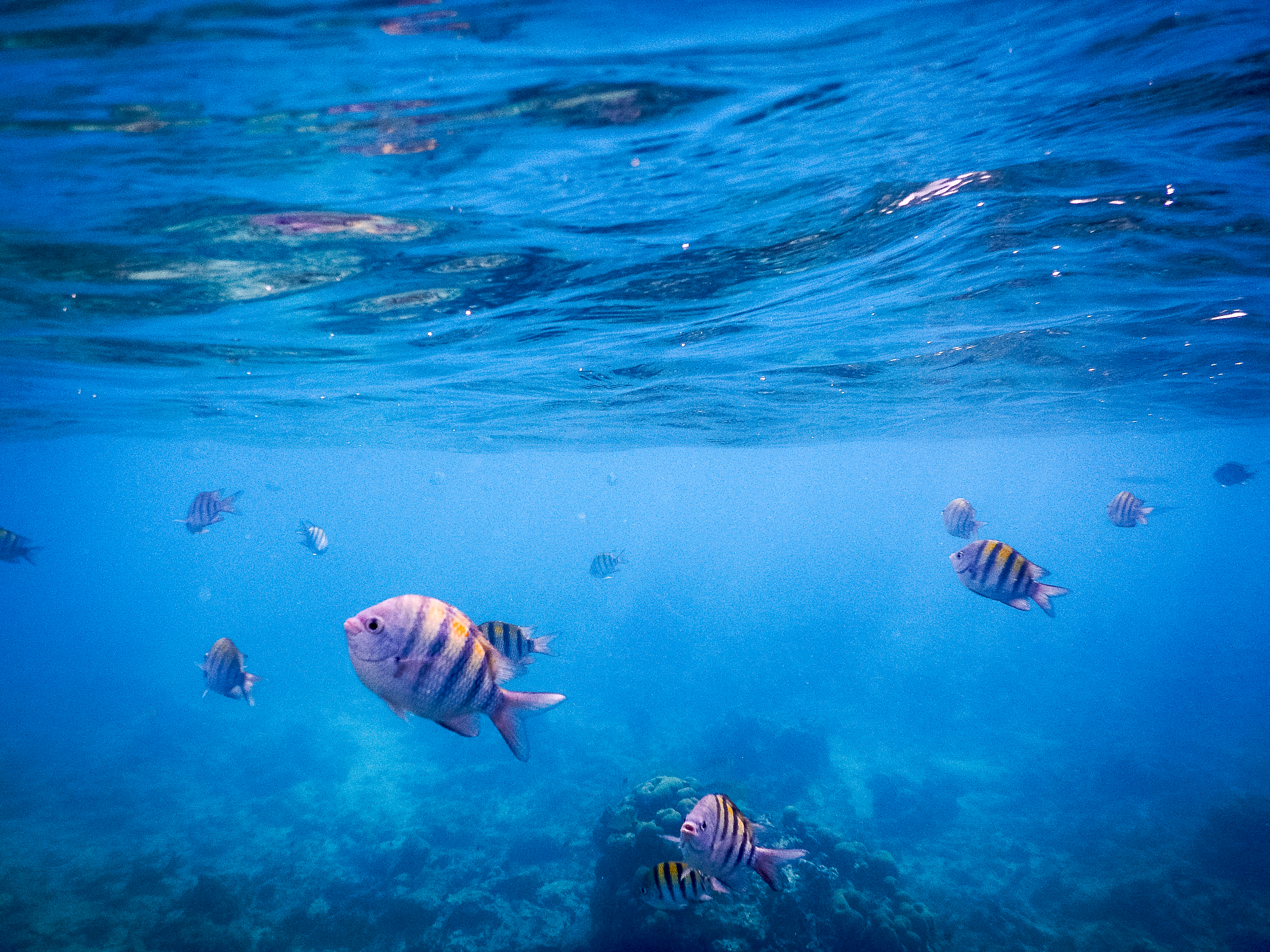 marine life in the Dominican Republic with Rustic Pathways