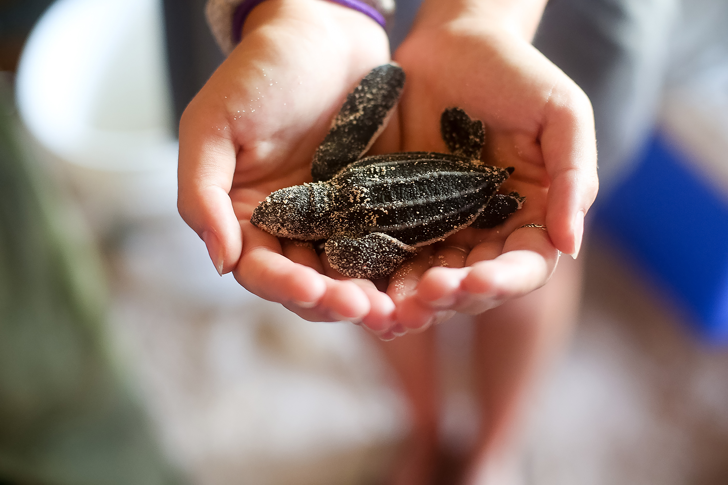 A student cups a small sea turtle hatchling in their hands