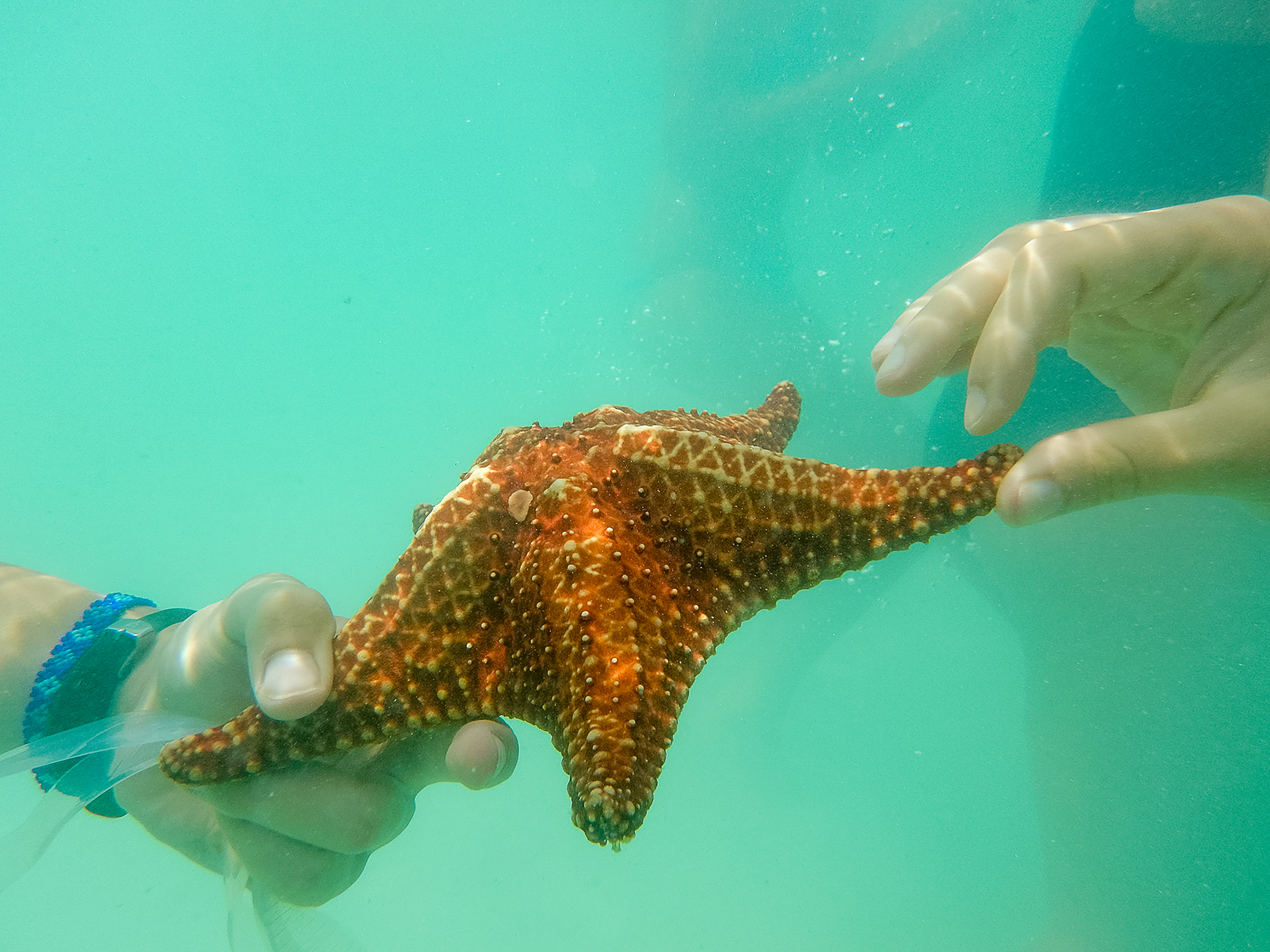 A student holds a sea star underwater as another hand reaches toward it