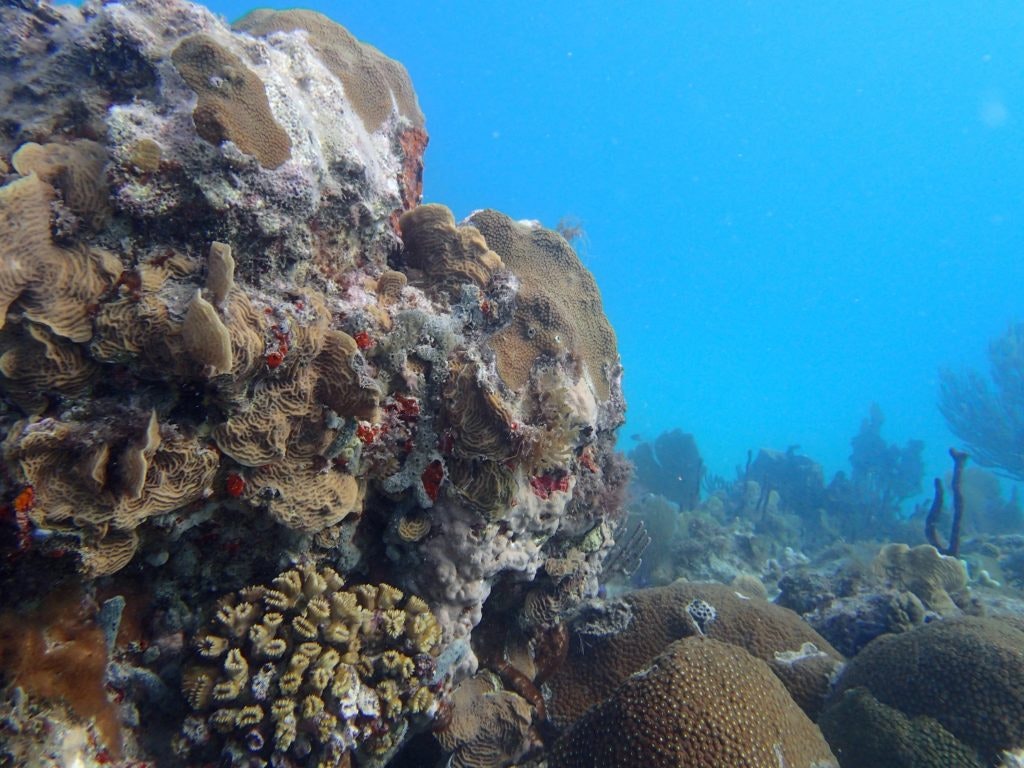 Dominican Republic coral reef