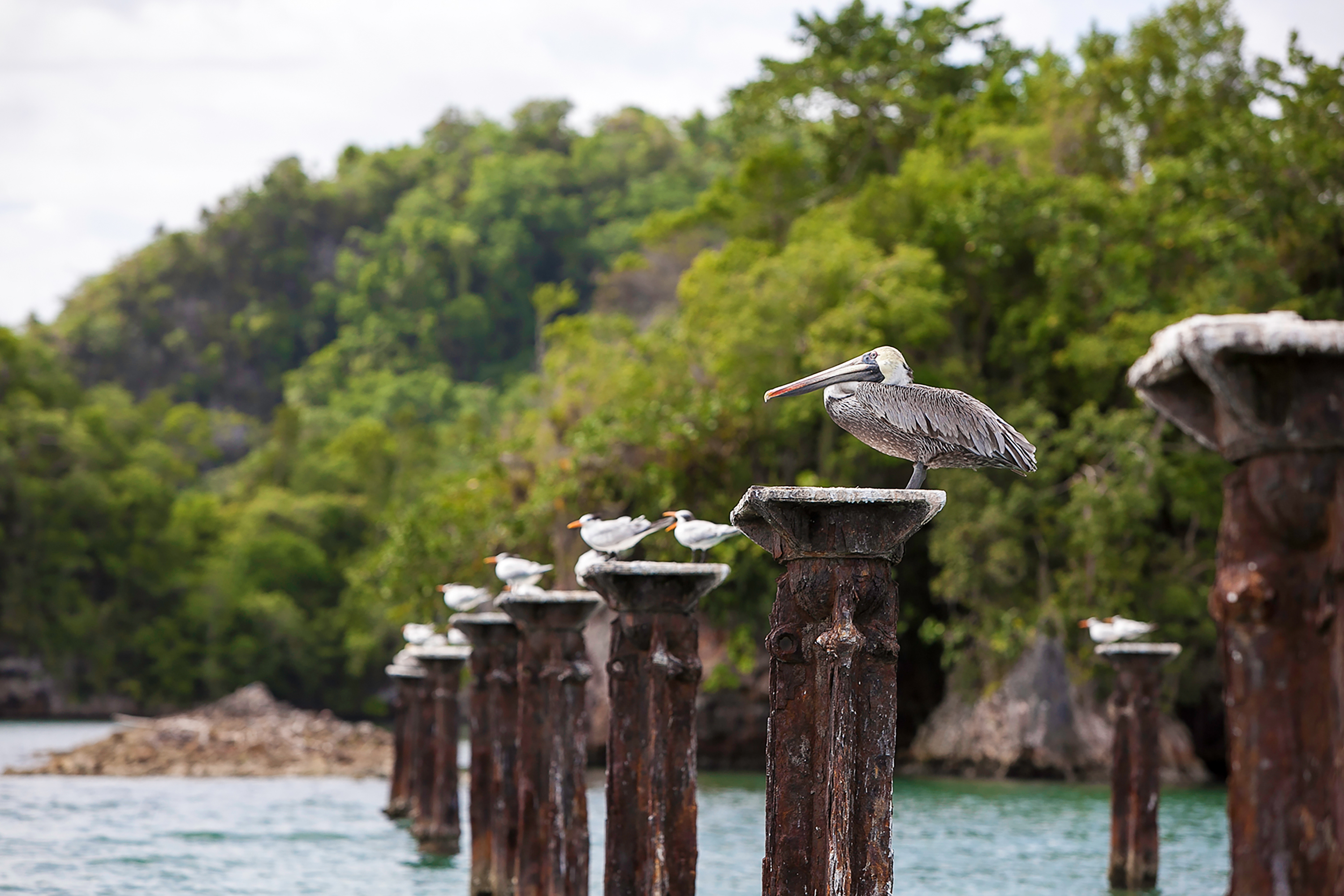 A pelican and seabirds perch on weathered wooden pilings along the coast