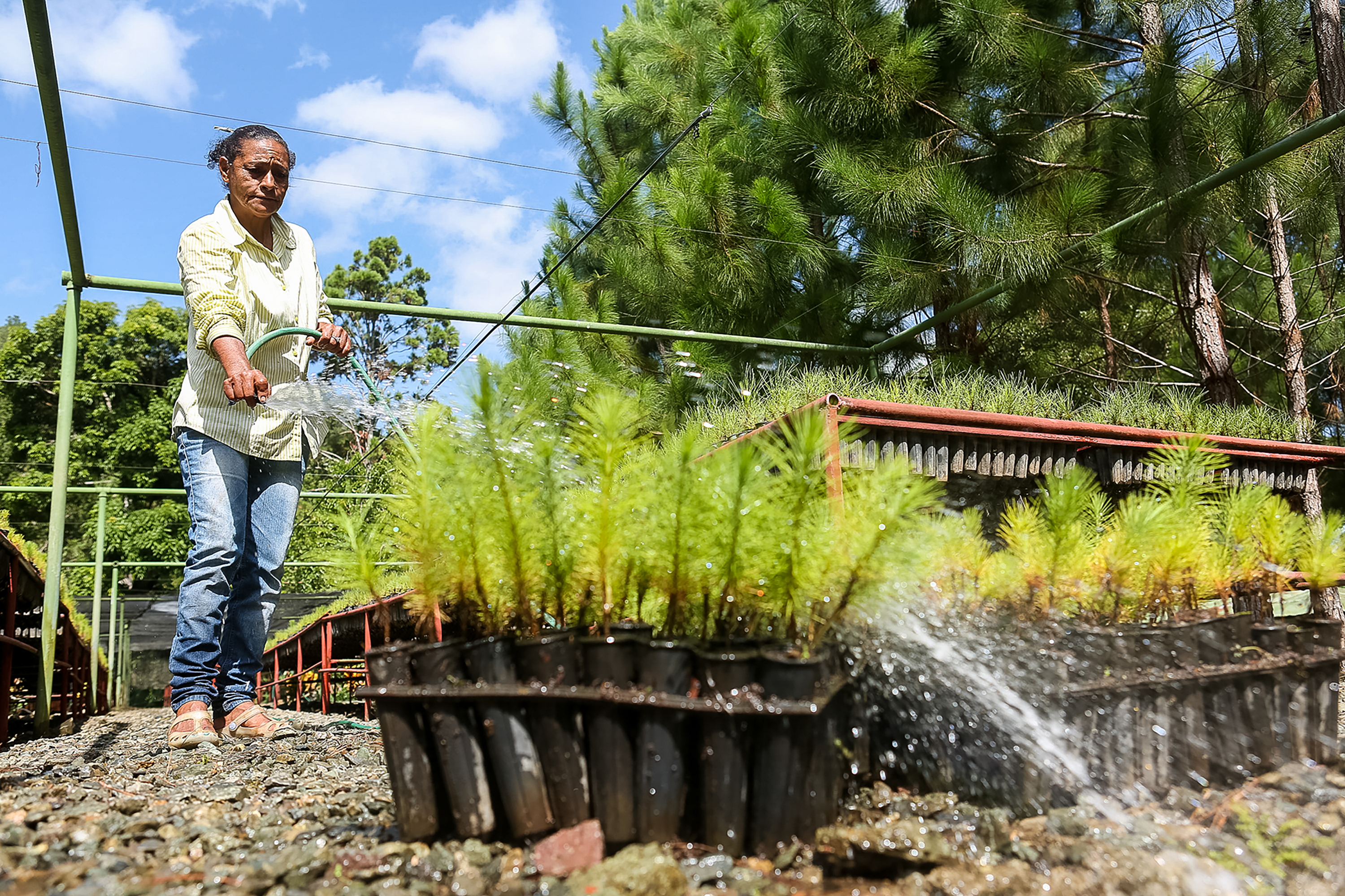A student waters young pine seedlings in a nursery tray