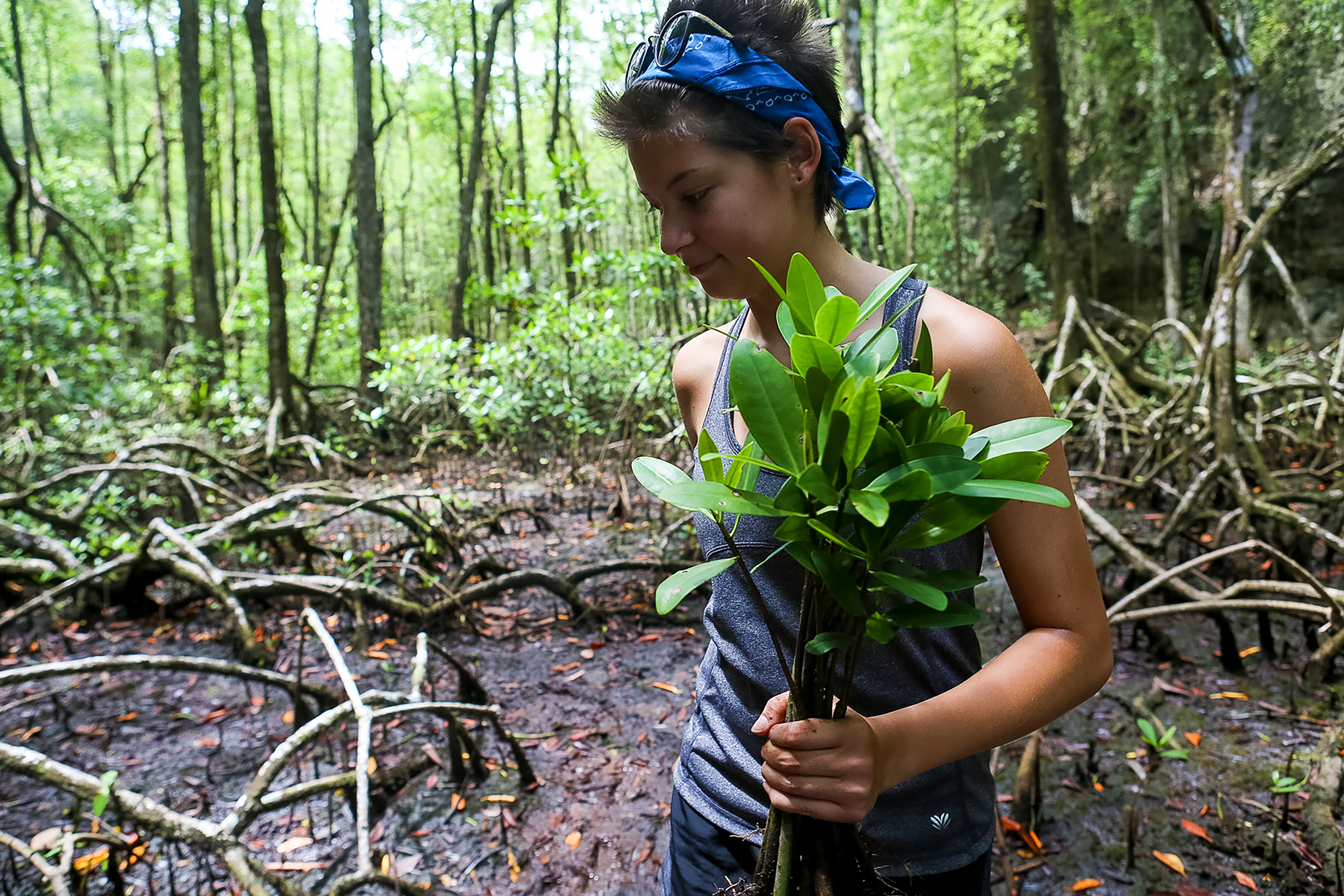 A student holds mangrove seedlings while standing among exposed roots in a mangrove forest
