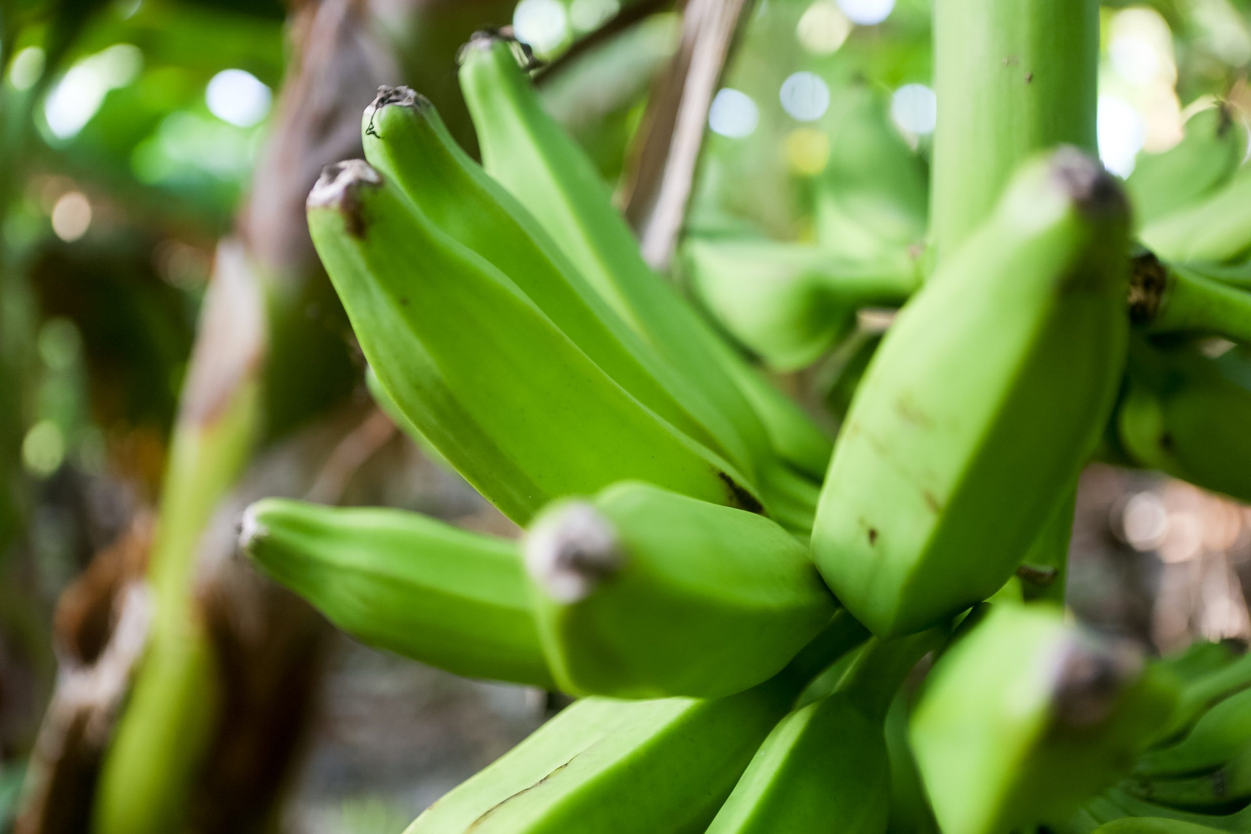 a bundle of very green bananas, close up photo