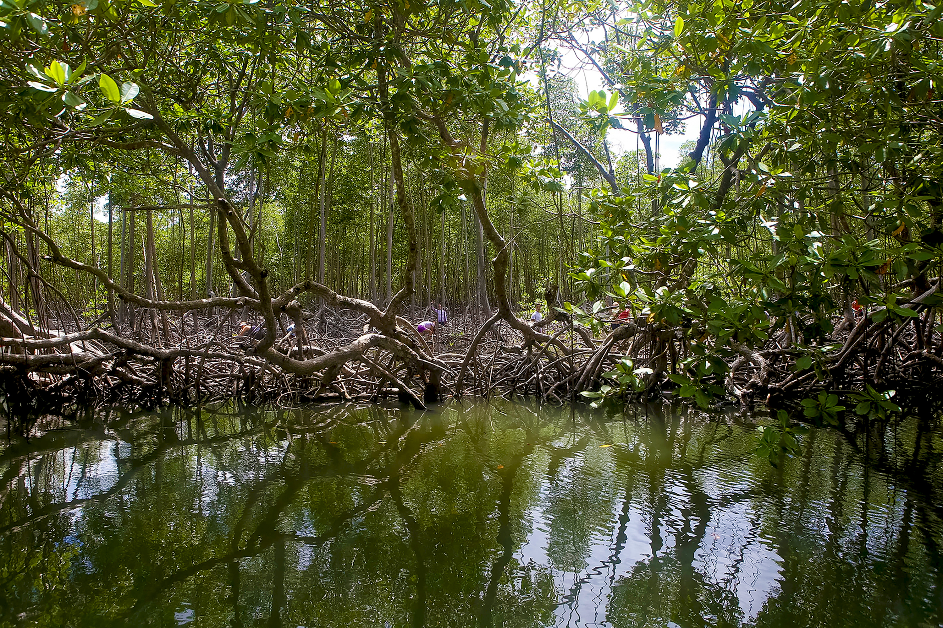 Tangled mangrove roots rise over still, dark water in a dense forest