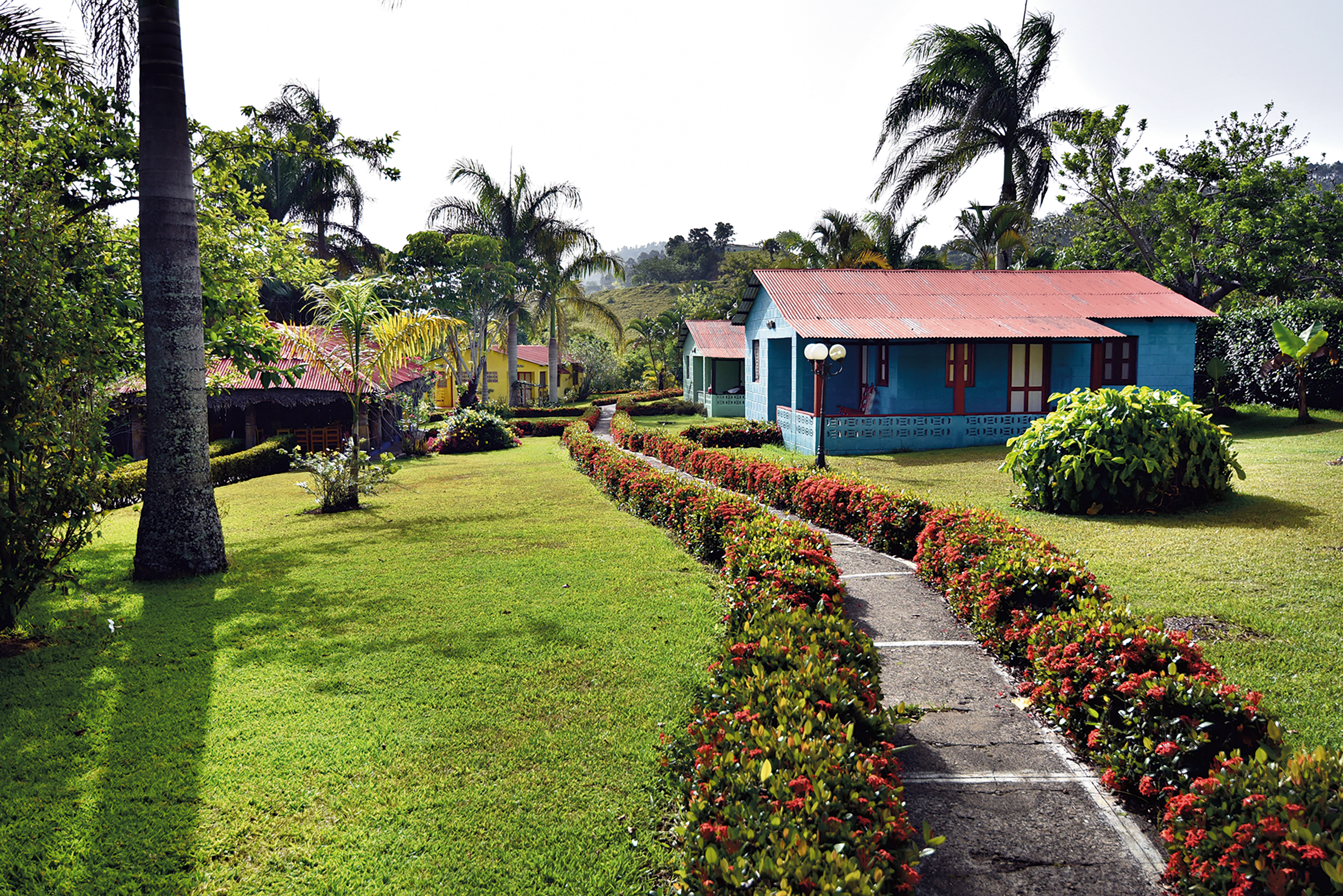 A stone path lined with flowering shrubs leads to a blue house with a red roof surrounded by palm trees