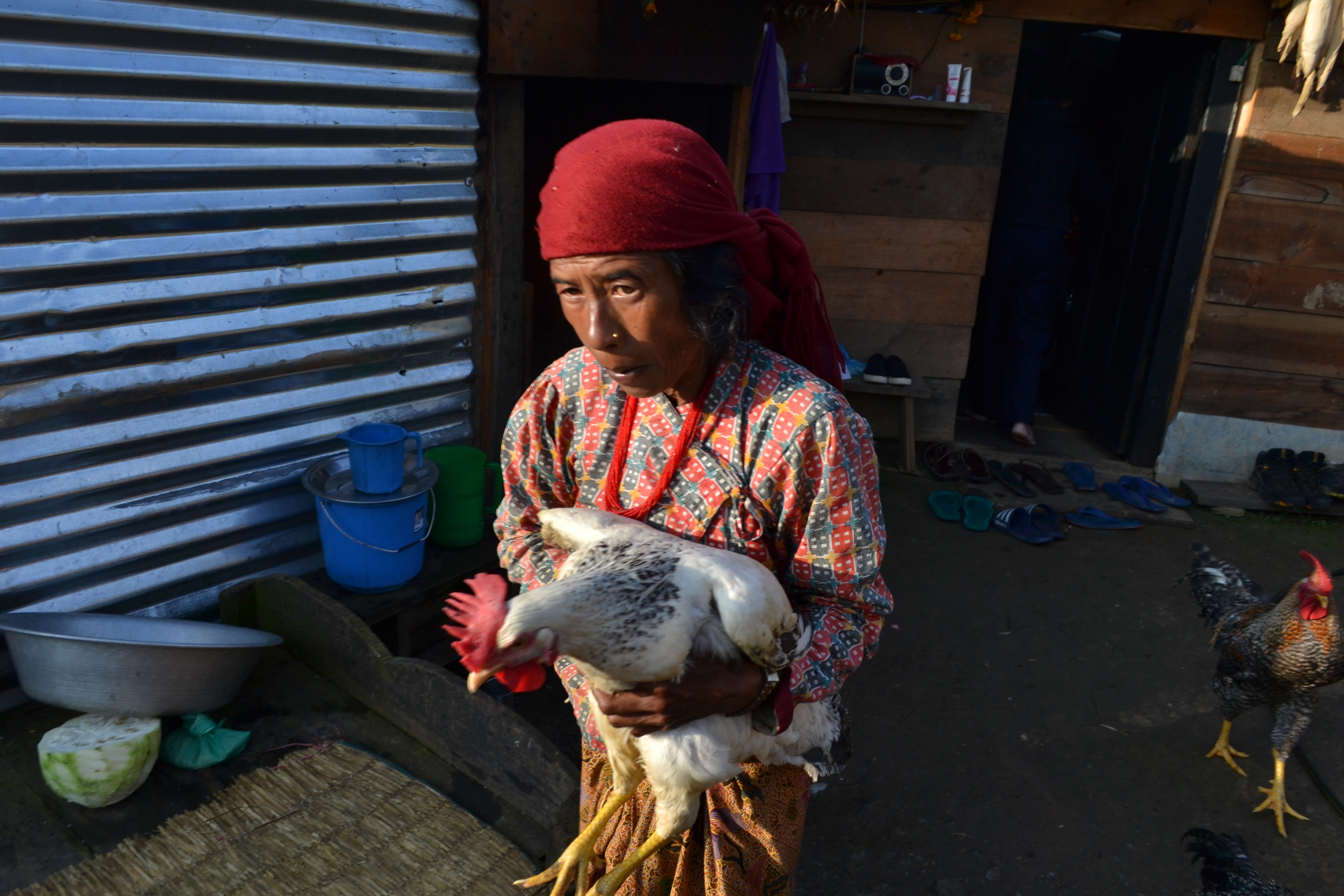 A woman in a red headscarf holds a chicken outside a corrugated-metal house in Nepal