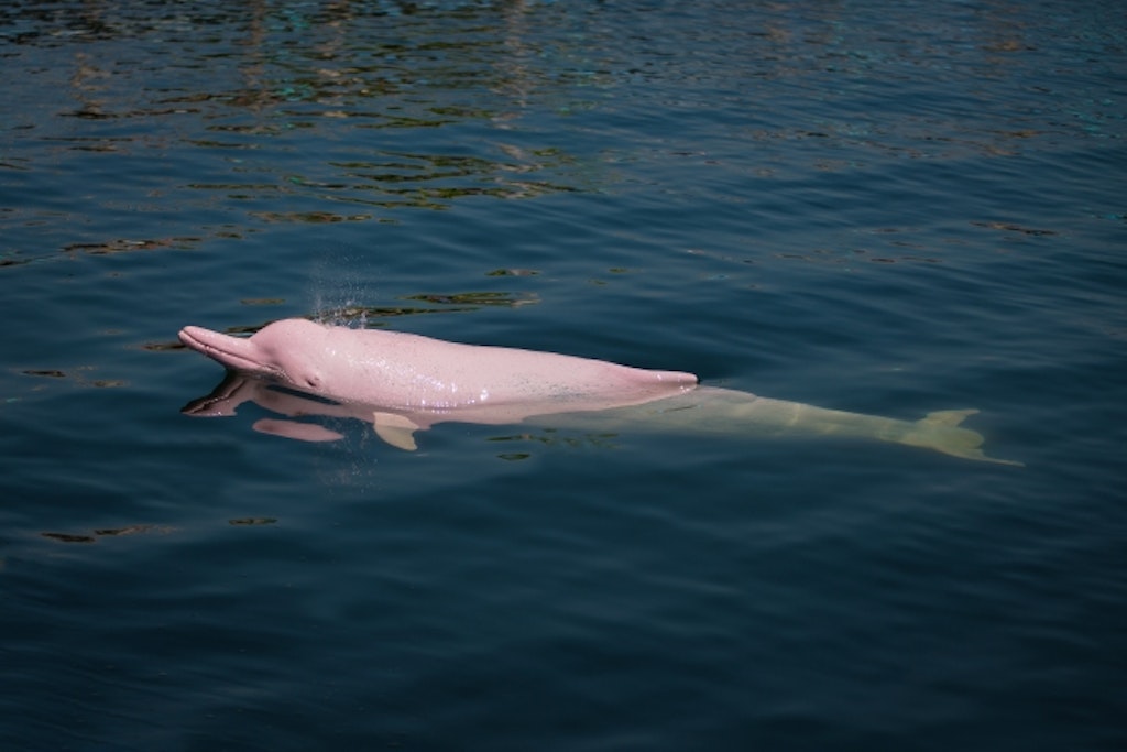 Colombian Pink River Dolphin in the water