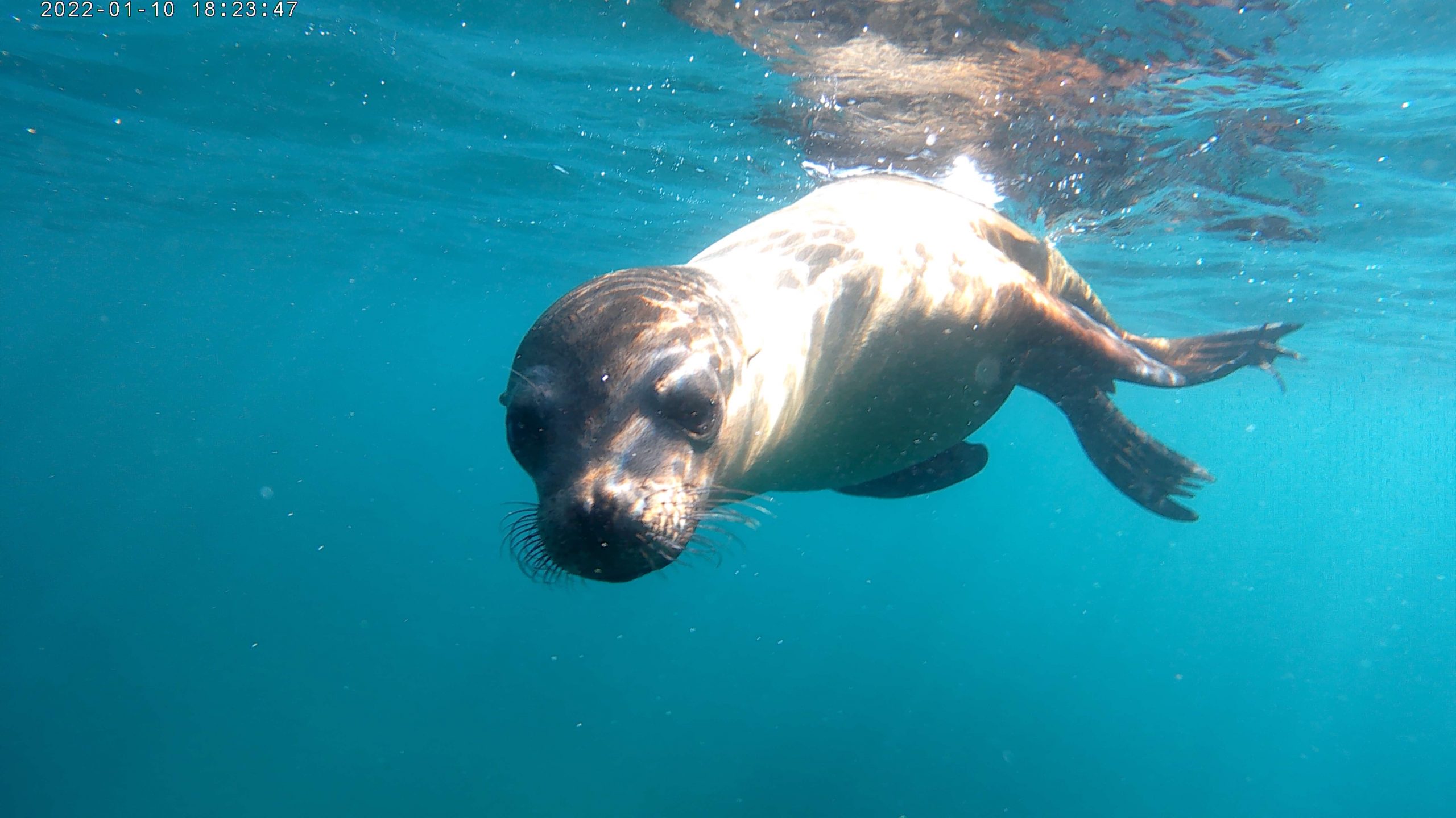 A sea lion swims underwater, looking toward the camera