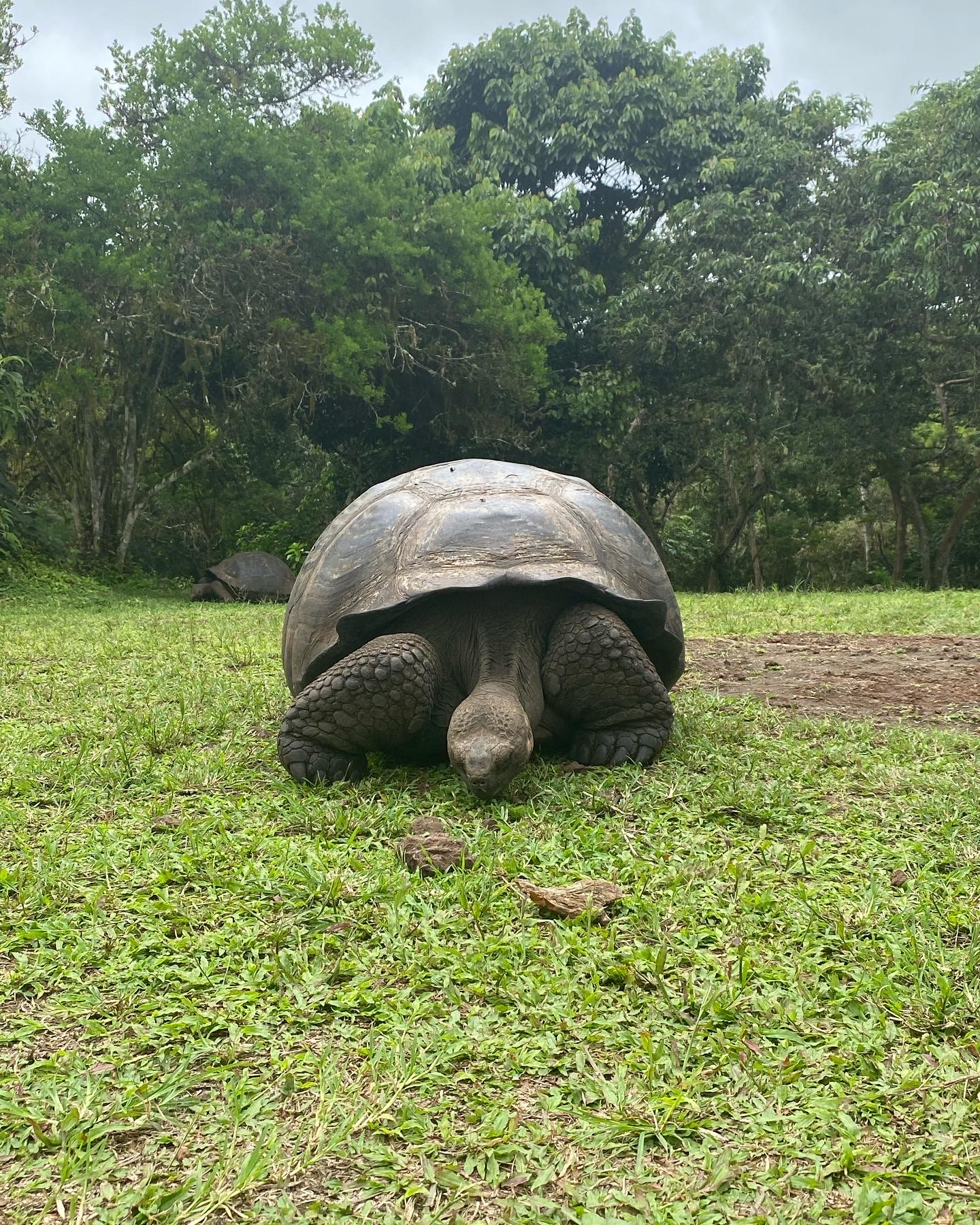 A giant tortoise rests on grass with trees in the background
