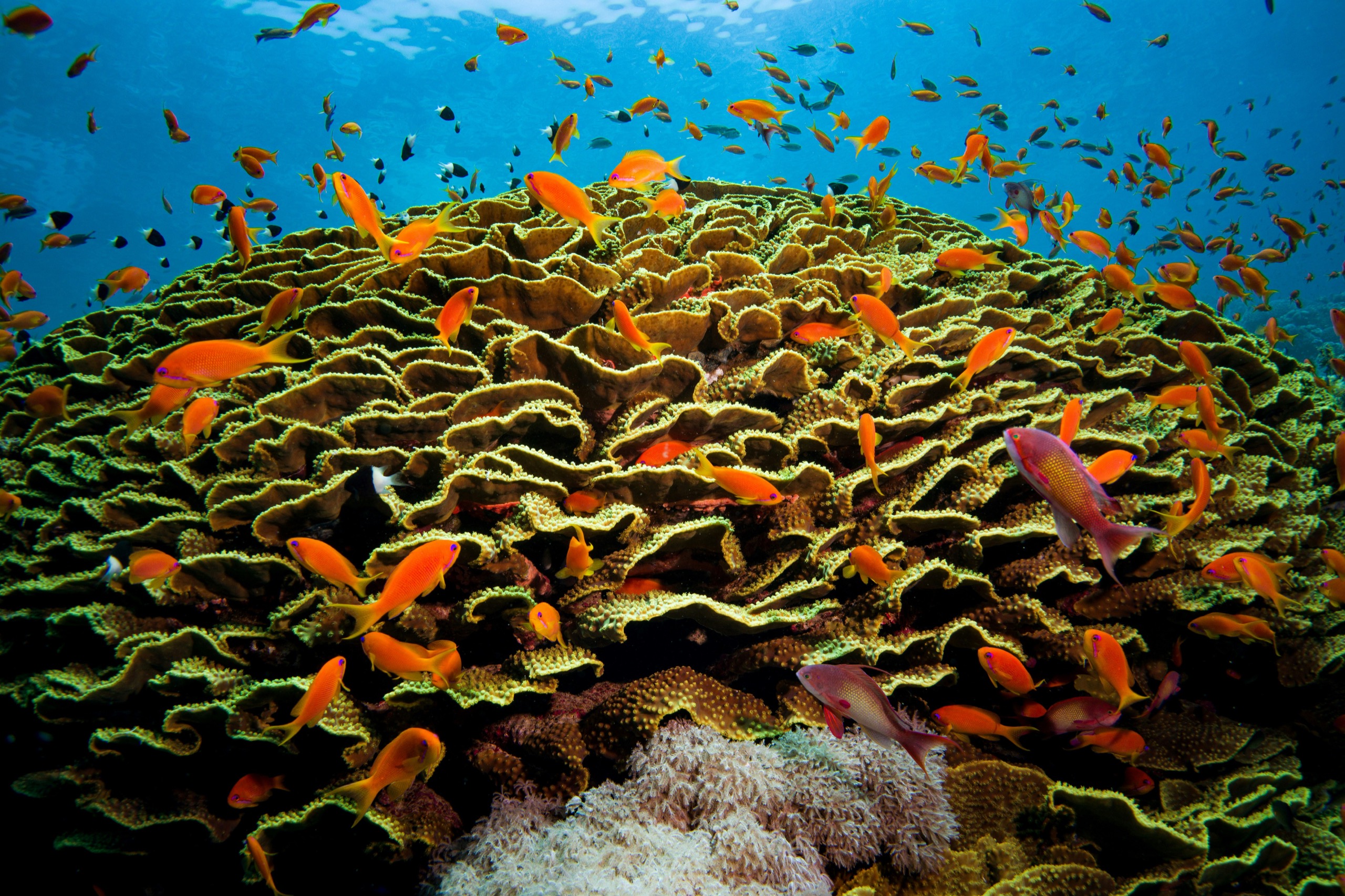Orange anthias fish swarm over a green plate coral on a sunlit reef.