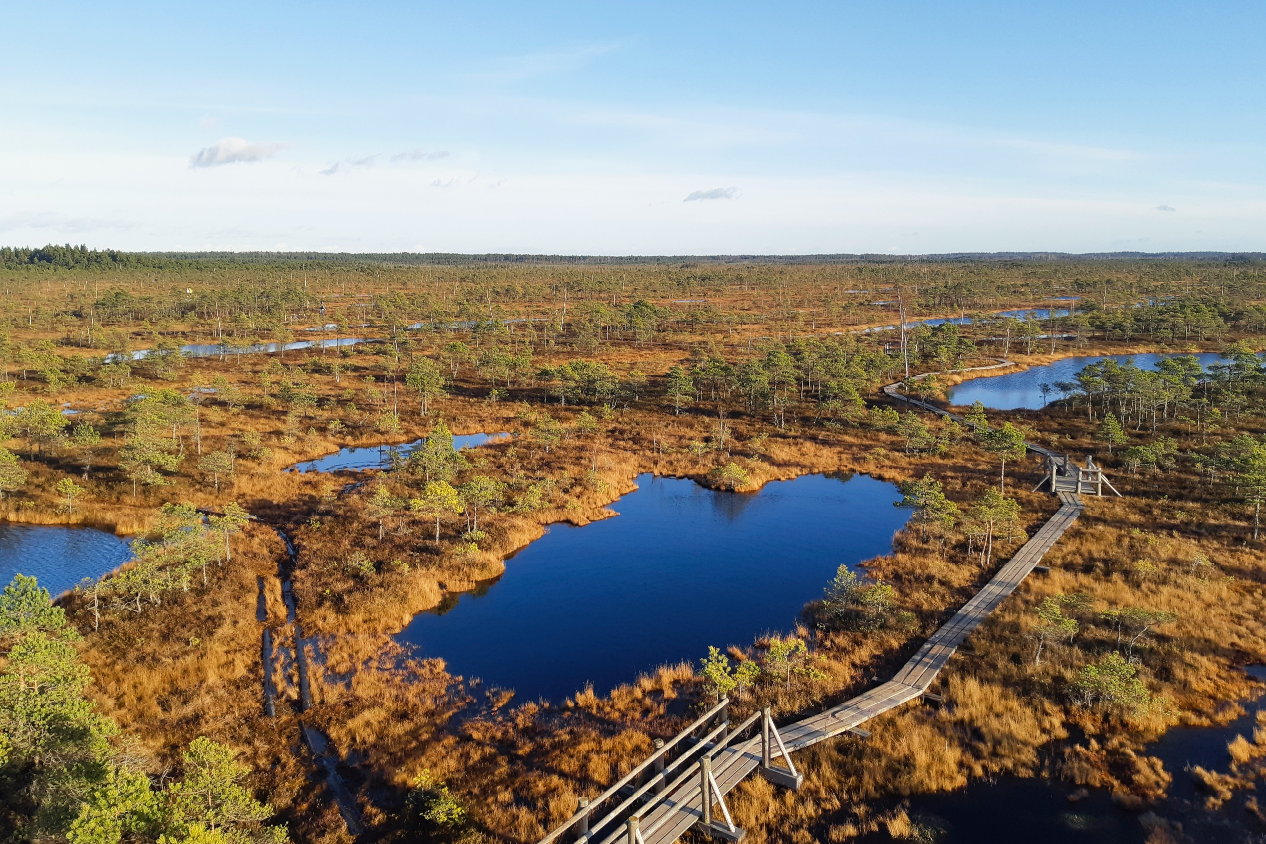 A wooden boardwalk winds across an open bog dotted with dark pools and small pines, seen from above.
