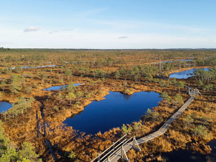 A wooden boardwalk winds across an open bog dotted with dark pools and small pines, seen from above.