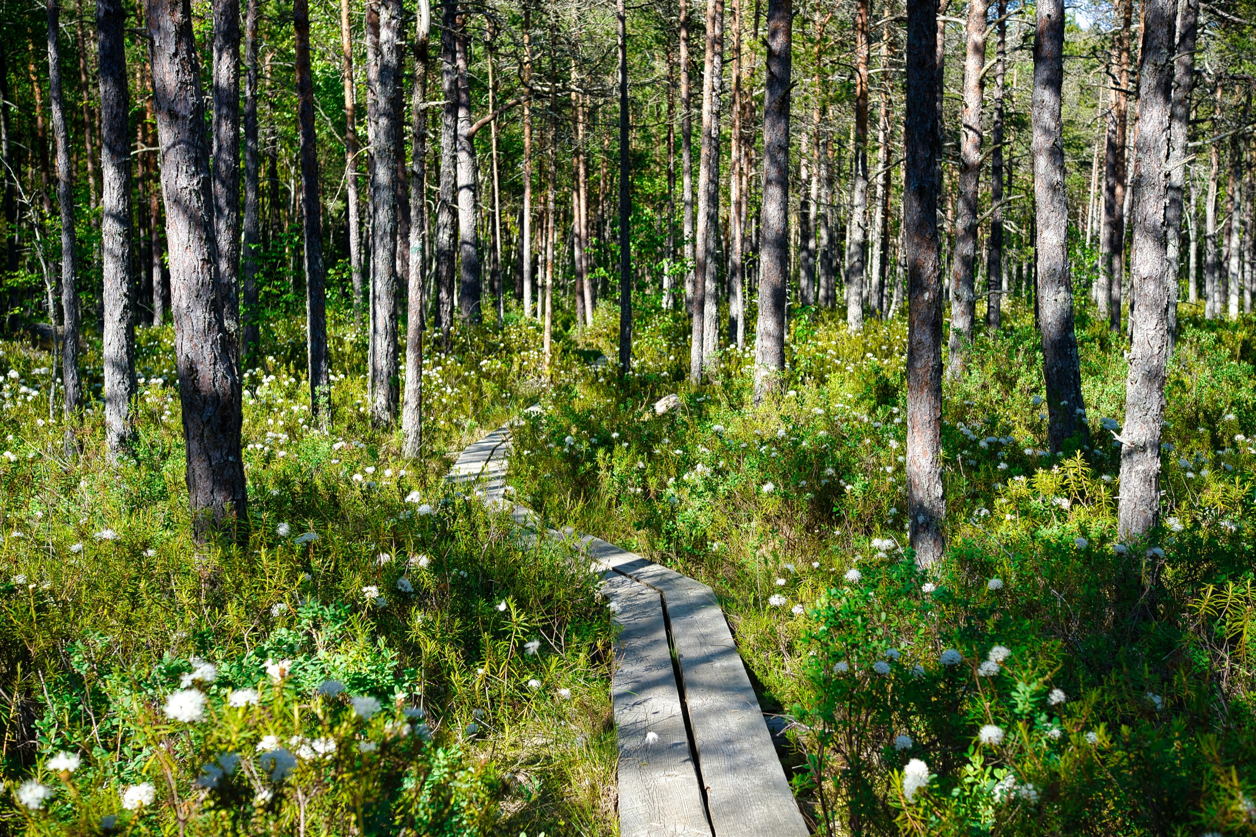 A wooden boardwalk runs through a sunlit pine forest, white wildflowers and heather on both sides.