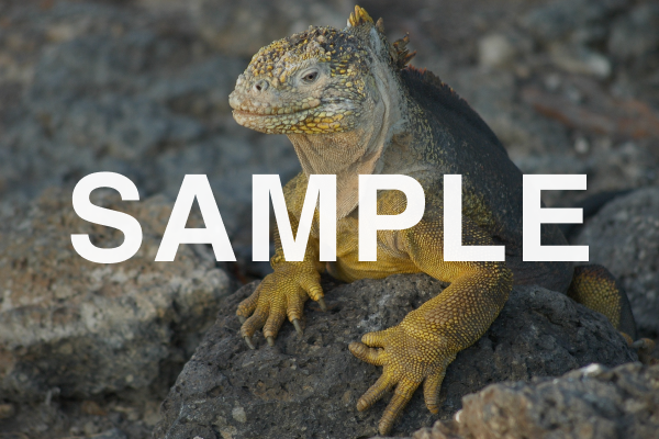 Ecuador Wild Galapagos