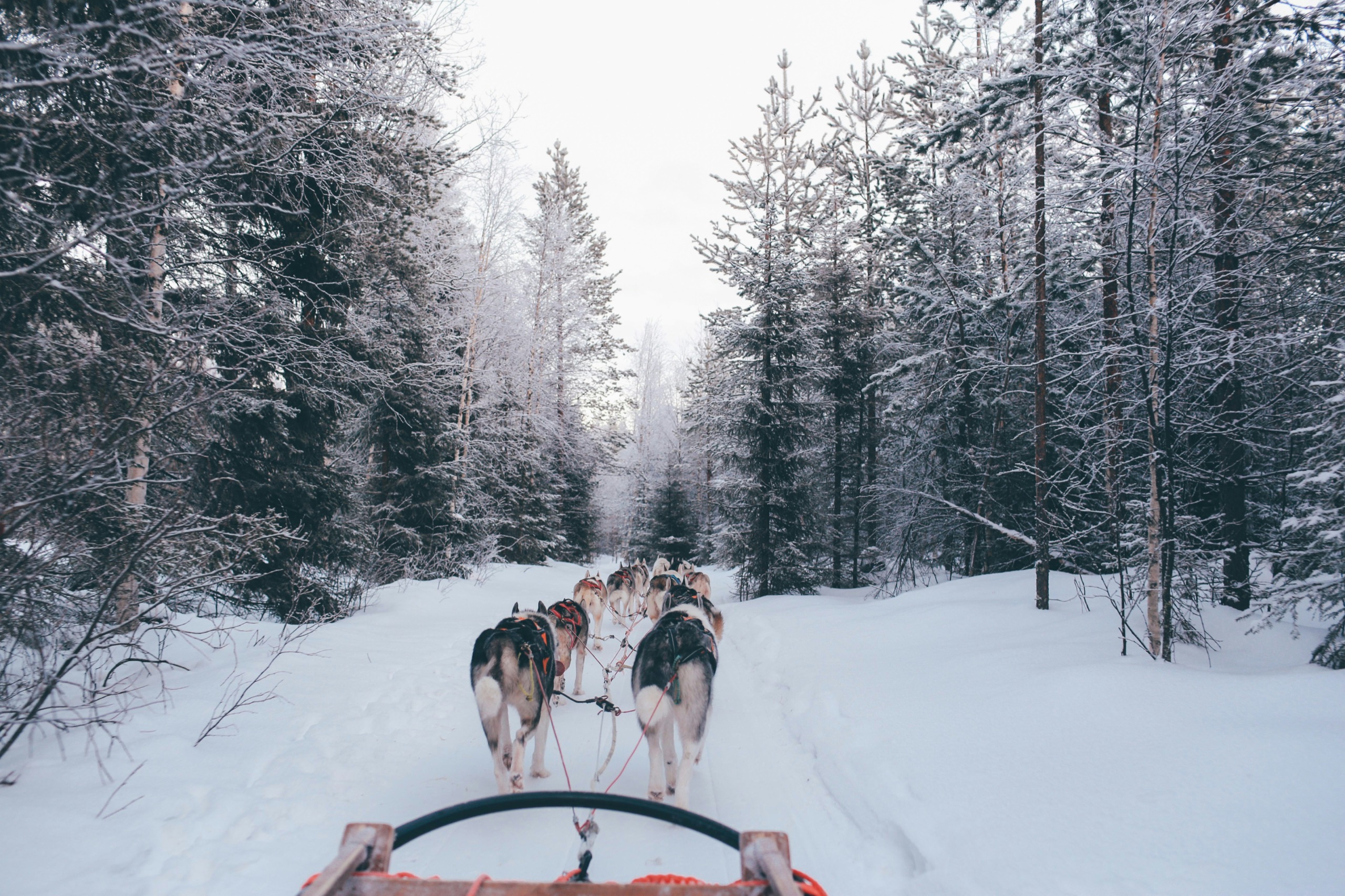 A team of huskies pulls a sled along a snow-packed track between frosted pines, seen from the sled behind them.