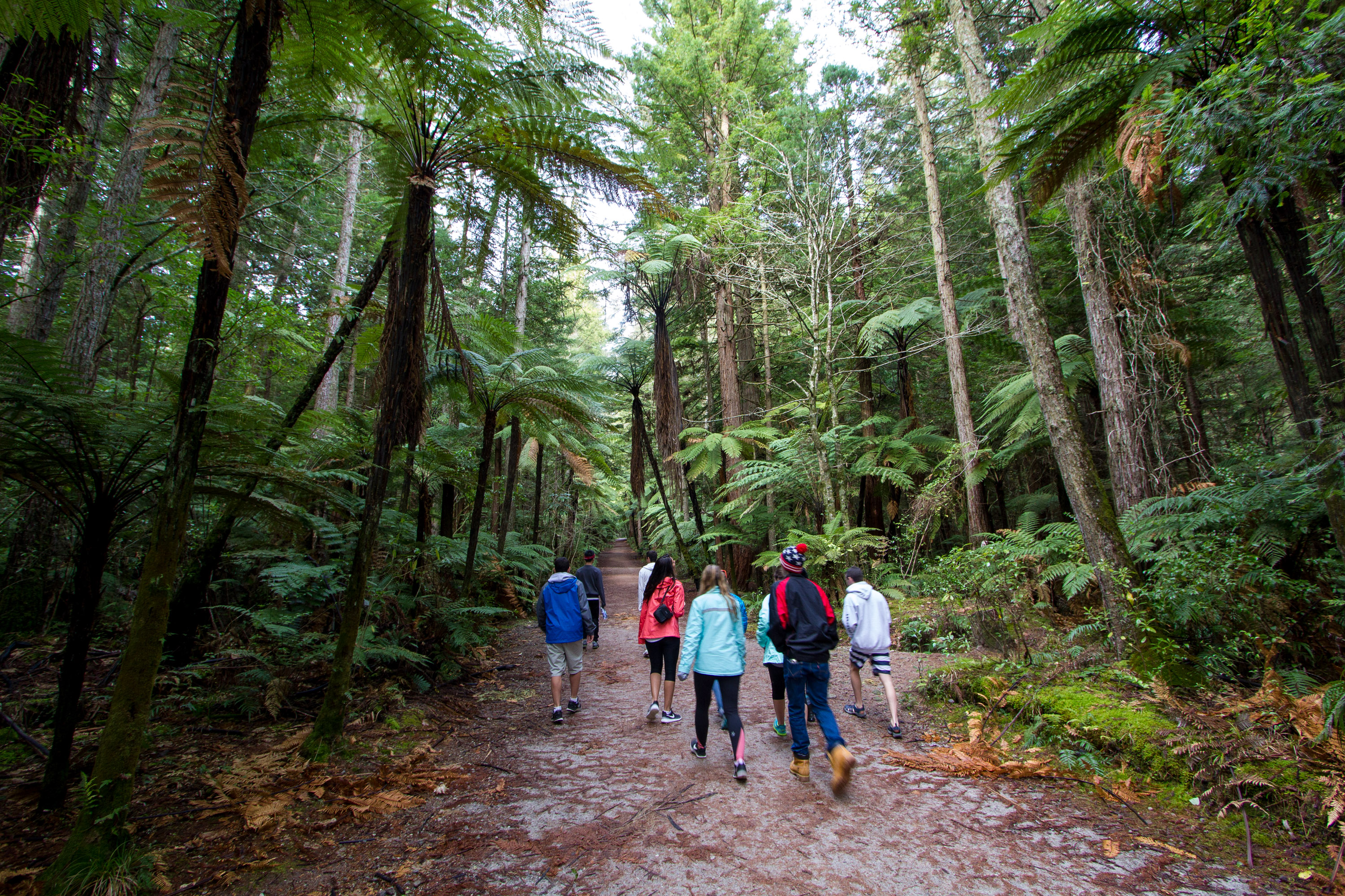 Students walk a forest trail beneath ferns and tall trees