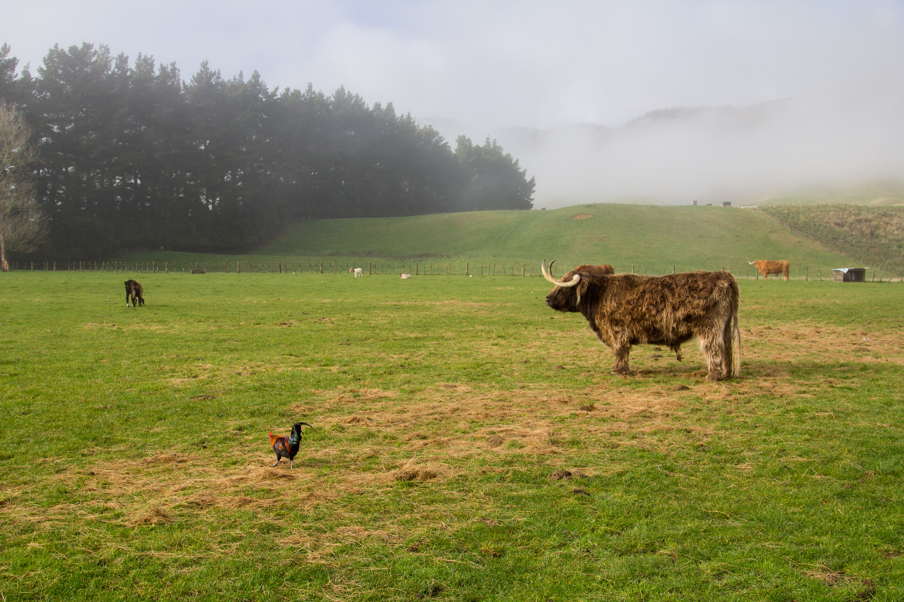 On a school trip, a highland cow stands in a misty green pasture with a rooster nearby