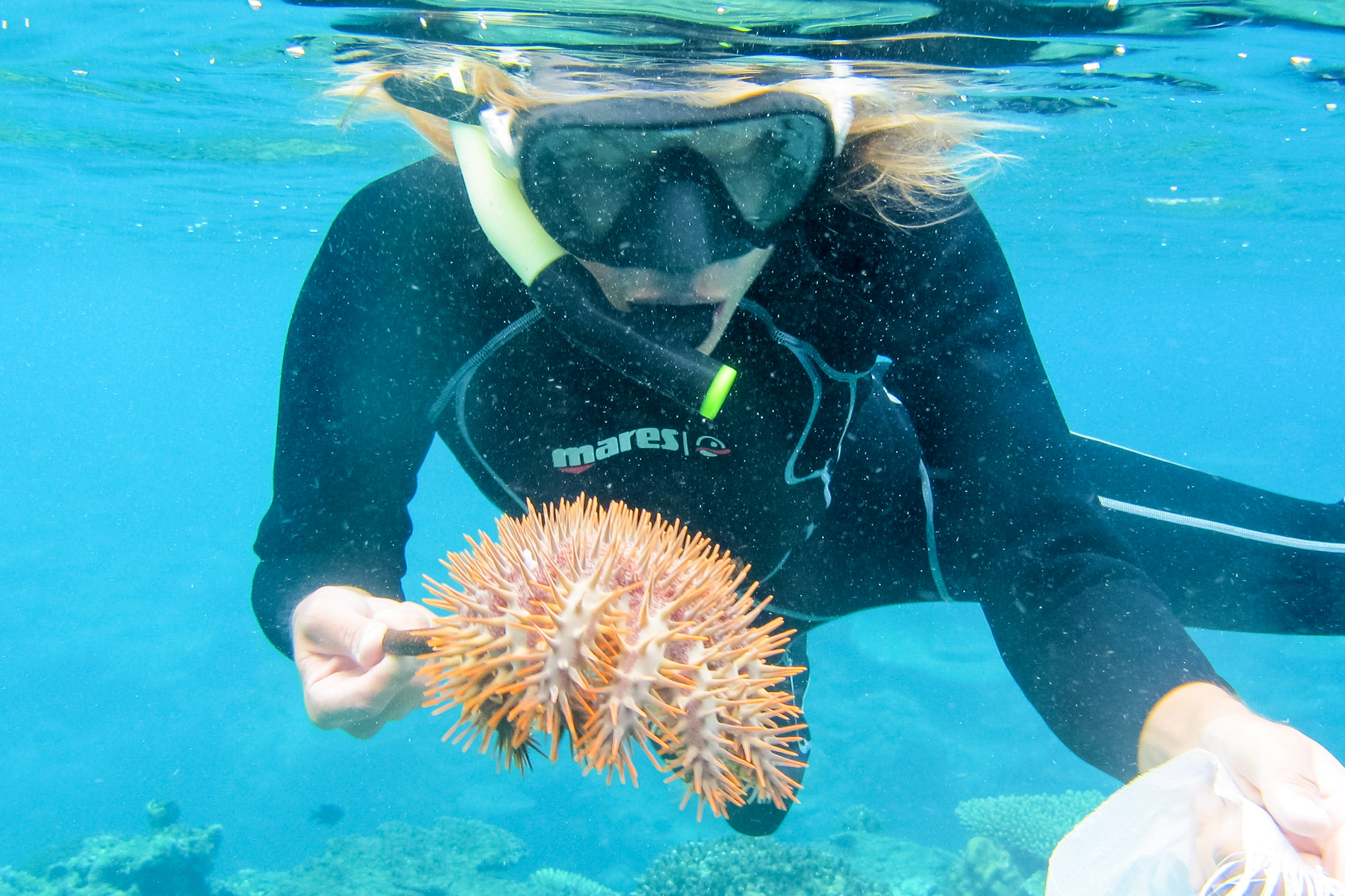 A snorkeler examines a crown-of-thorns starfish underwater