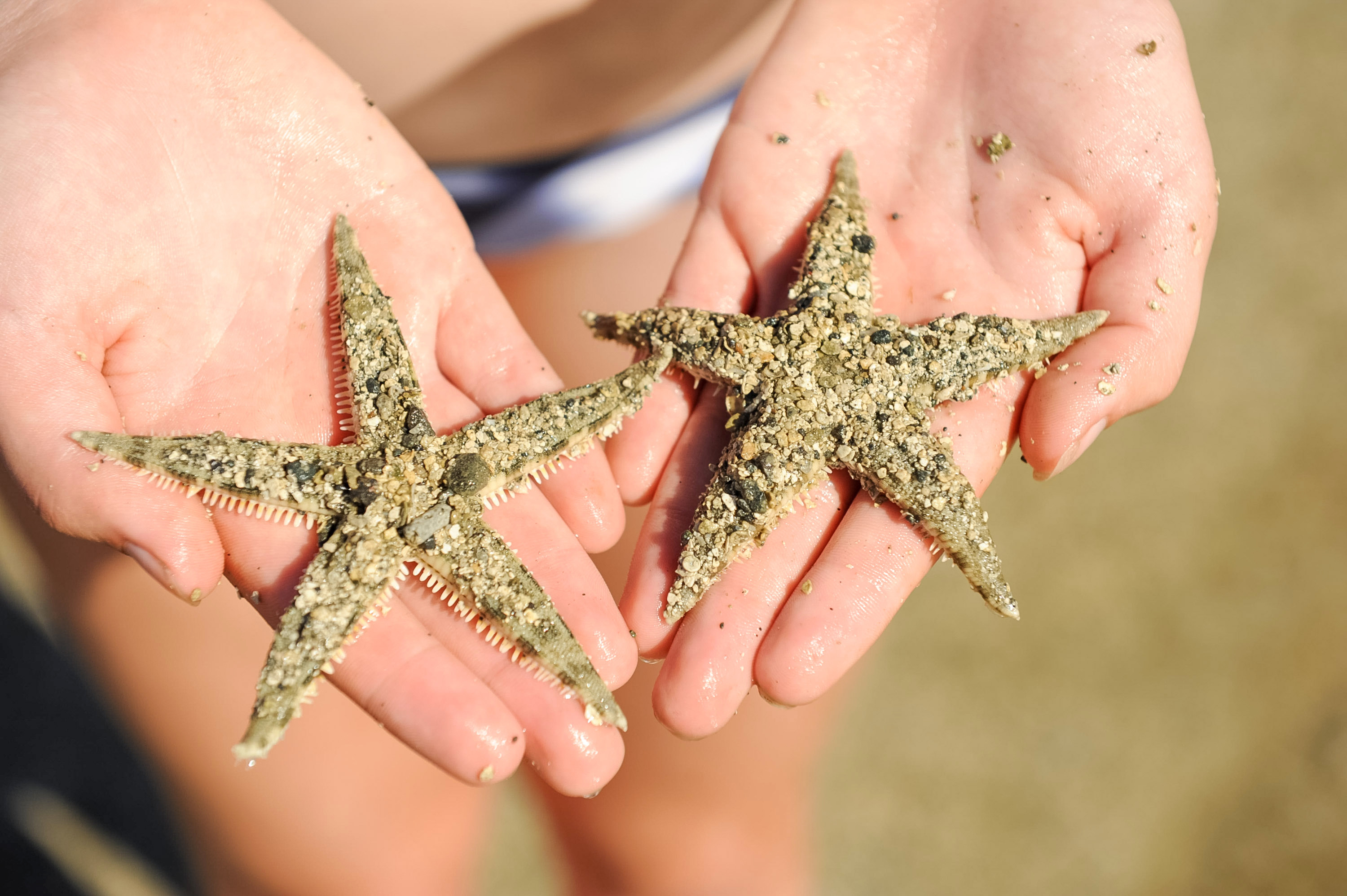 Students hold sand-covered starfish