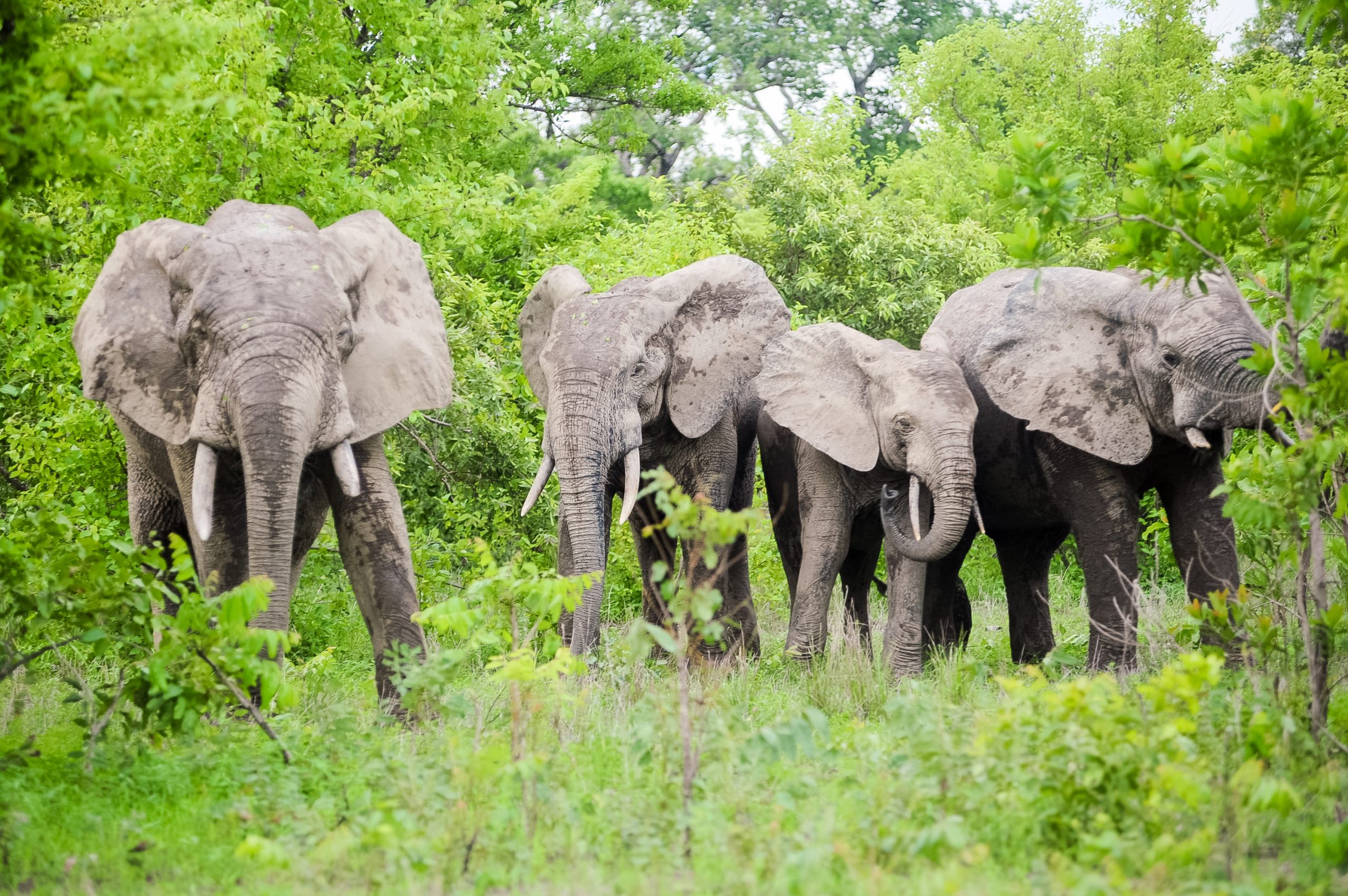 Students on a walking safari watch elephants gather among green bush