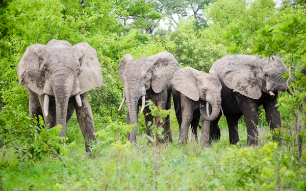 Students stand together on a walking safari and watch a group of elephants gathered in low green bush ahead of them.