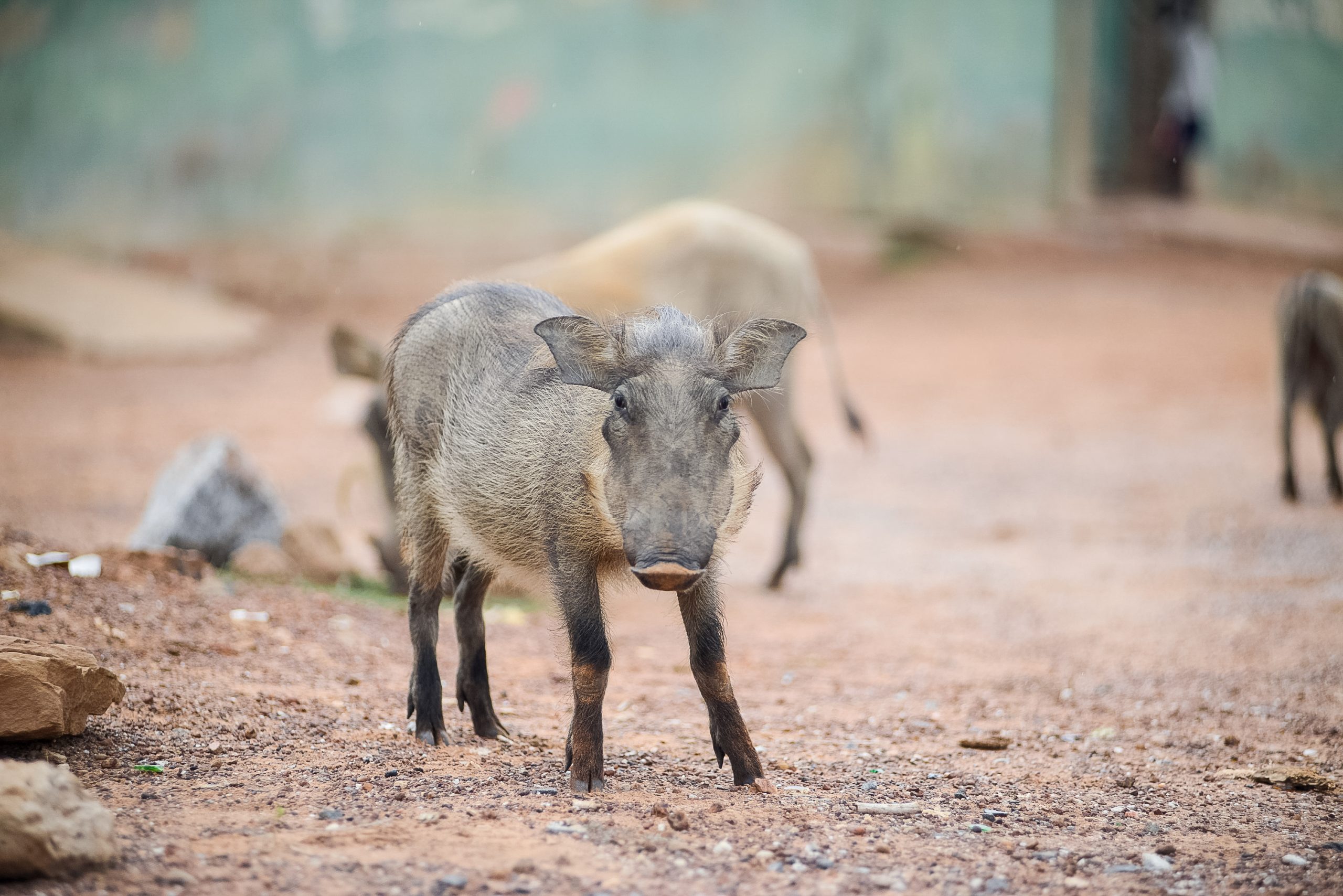 A warthog stands on a dirt path with others visible in the background