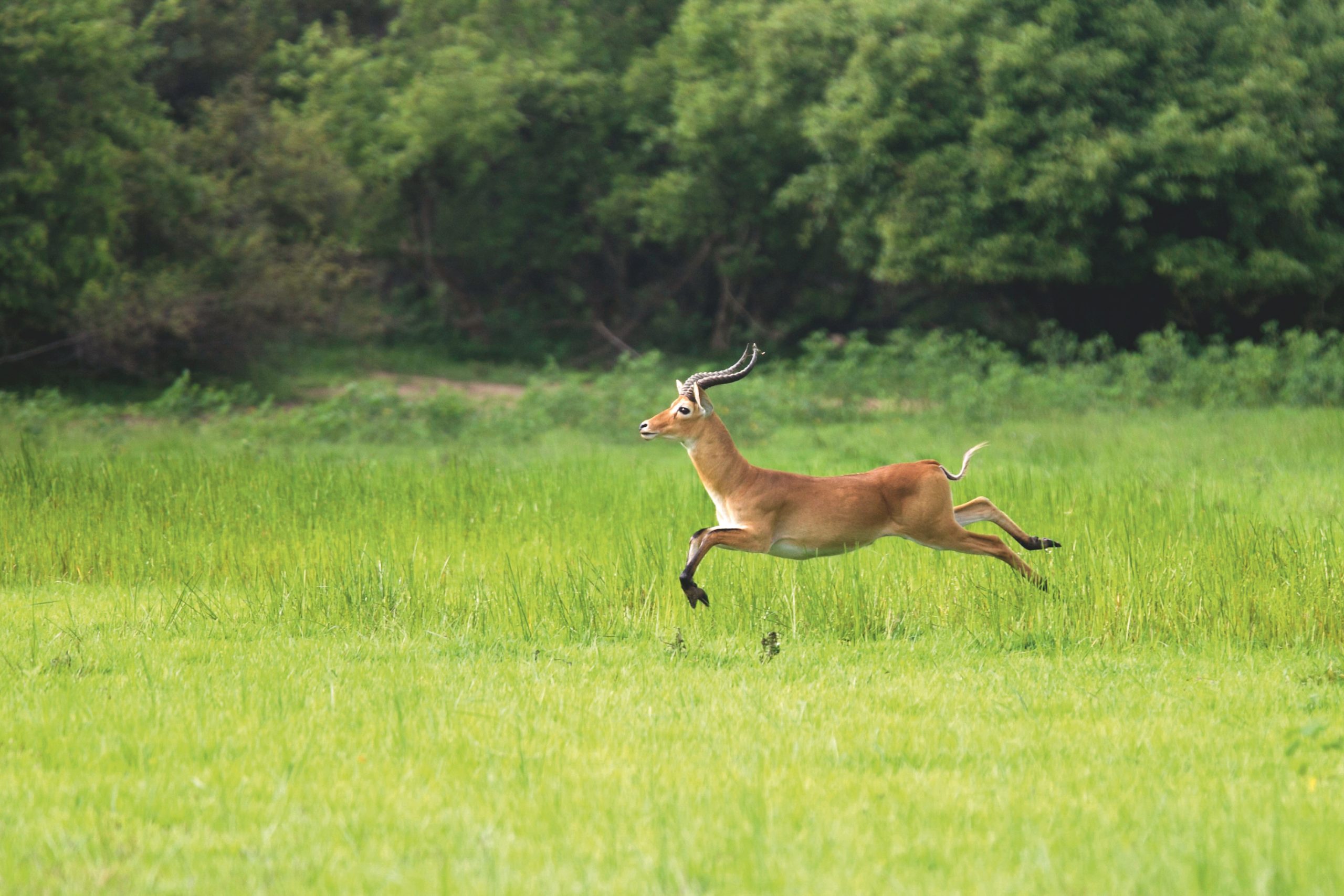 A kob antelope leaps across bright green grassland with dense woodland behind it.